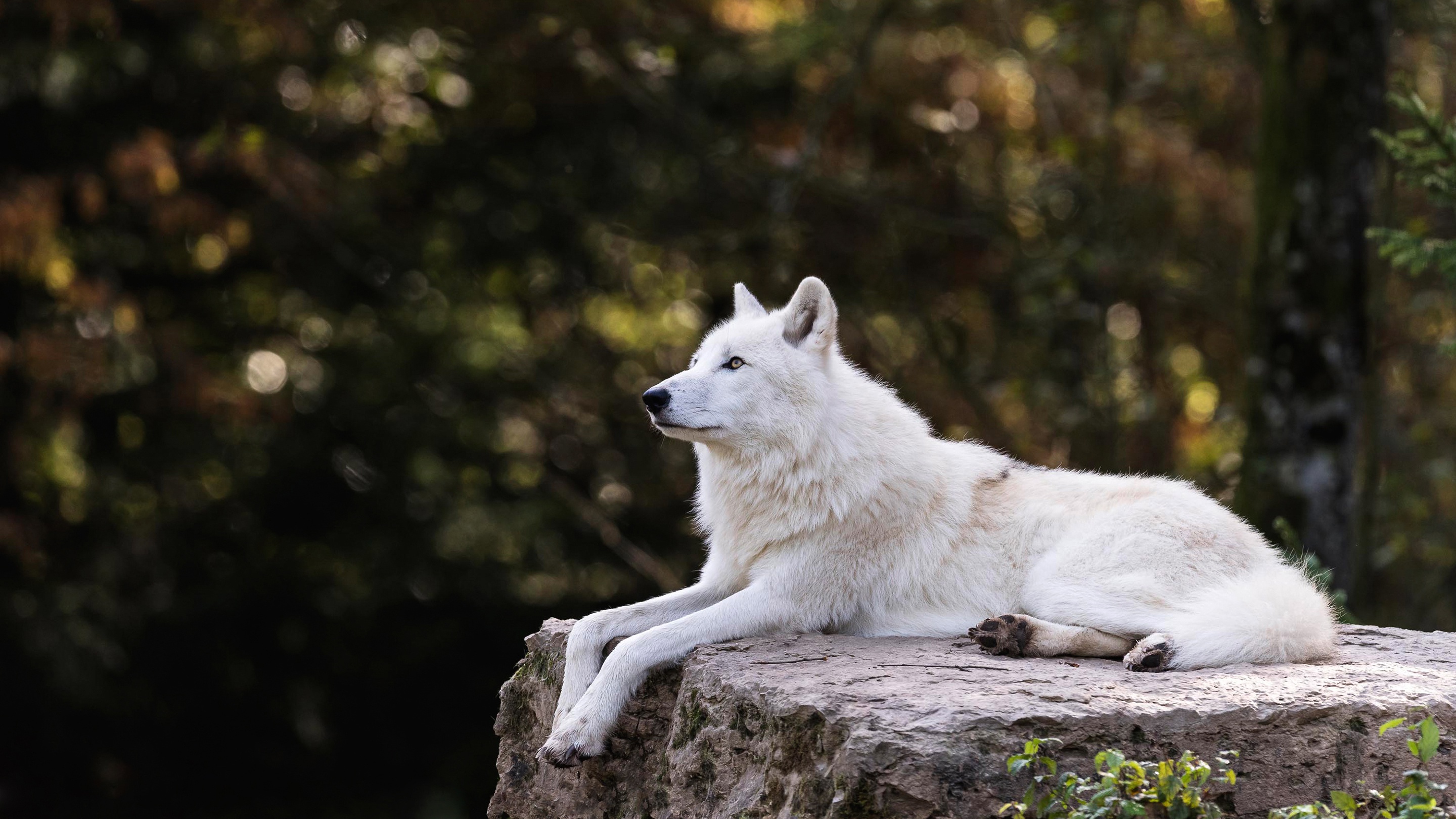 белый волк балтым фото кафе