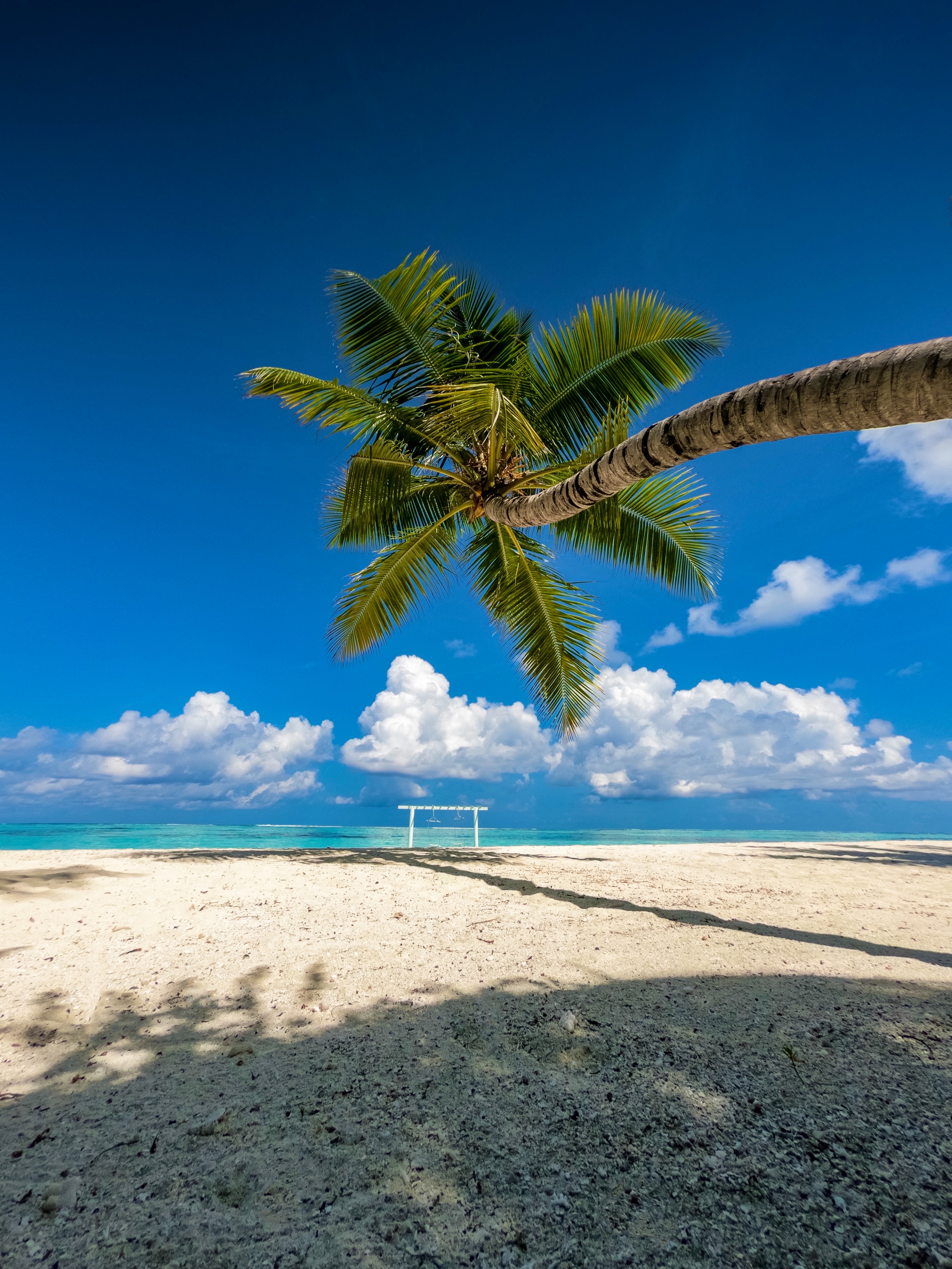 summer, nature, sea, beach, palm, tropics Free Stock Photo