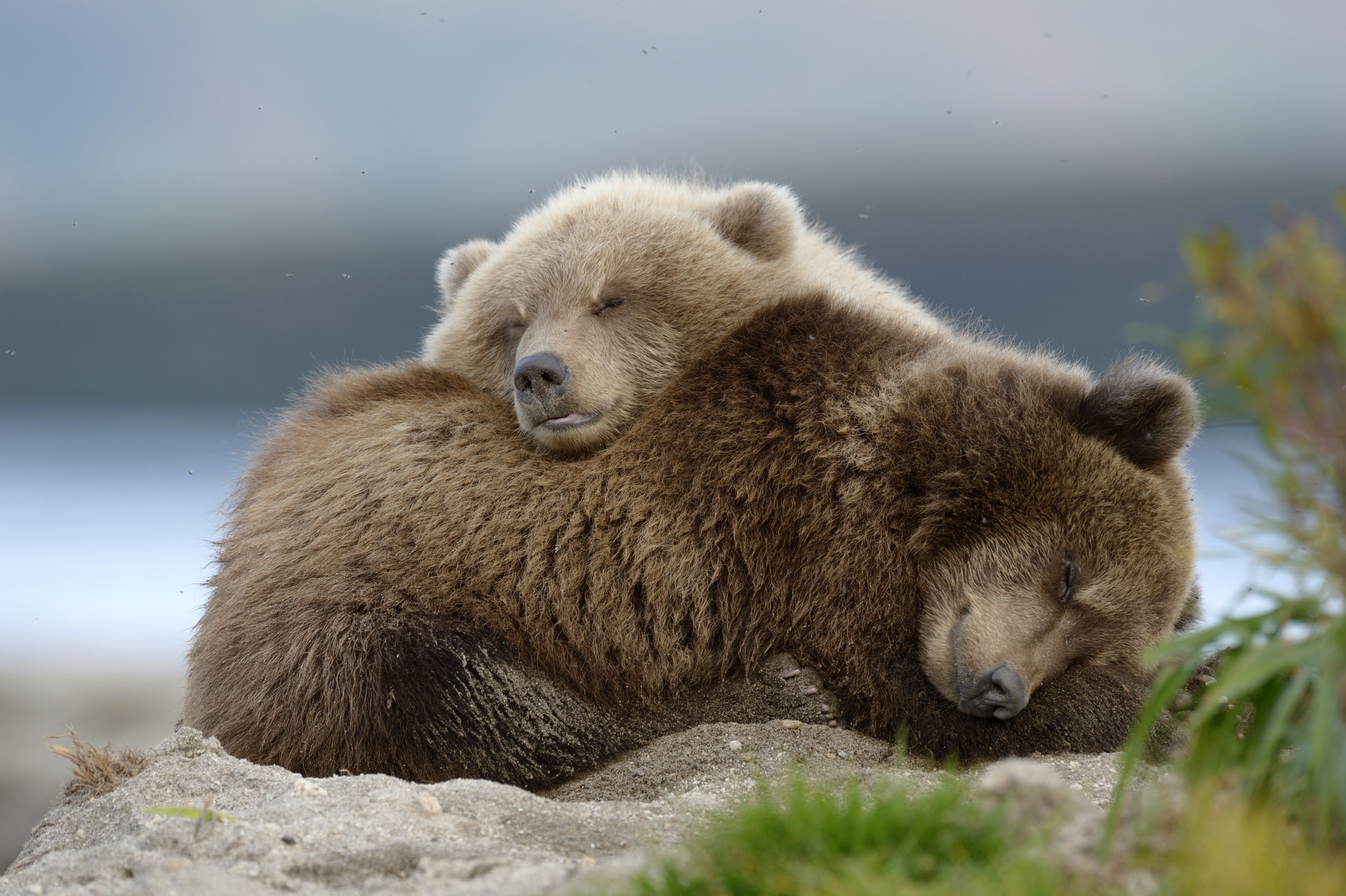 Спящий Медвежонок