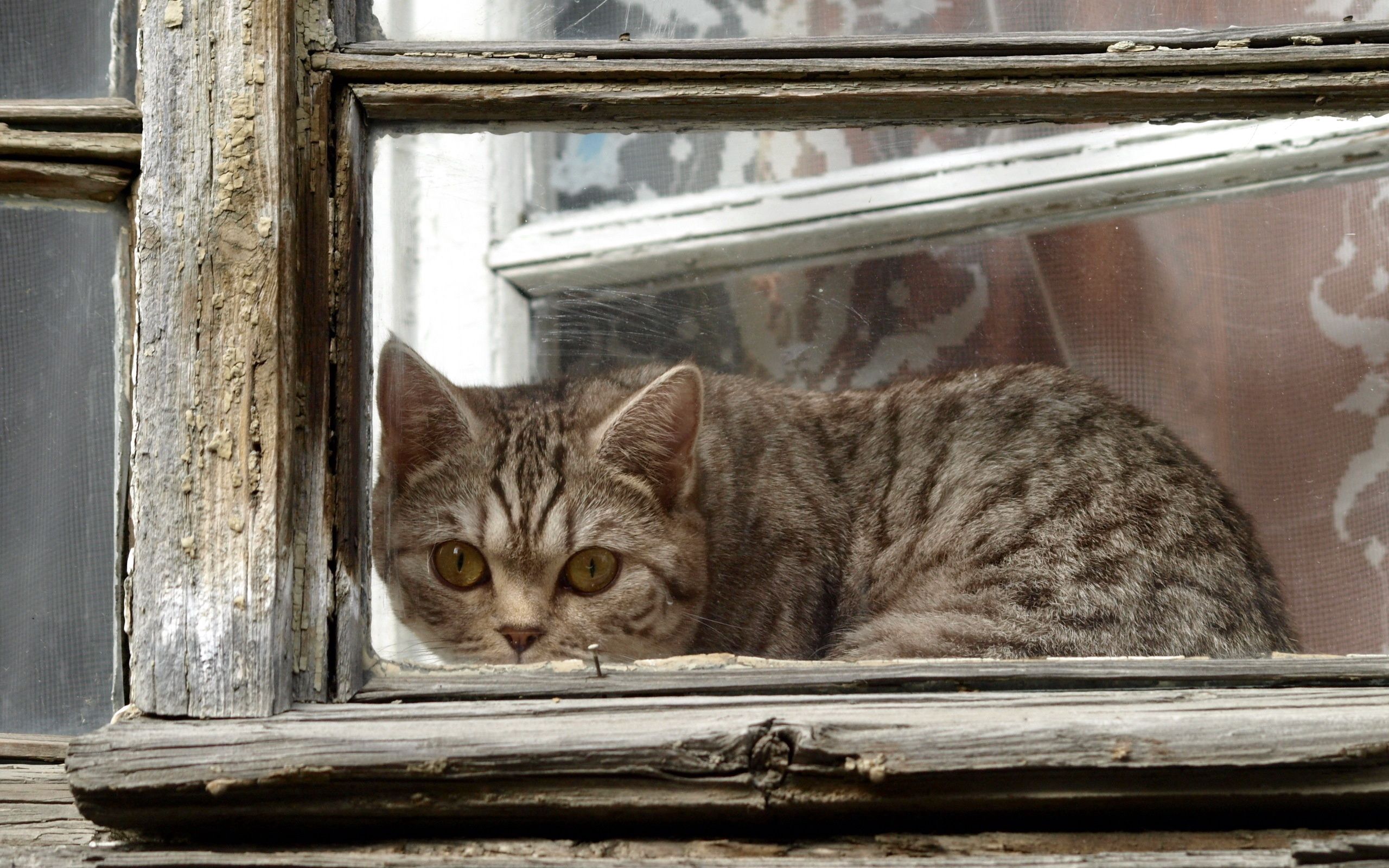Handy-Wallpaper Katze, Der Kater, Herausschauen, Achtung, Fenster, Tiere, Rahmen kostenlos herunterladen.