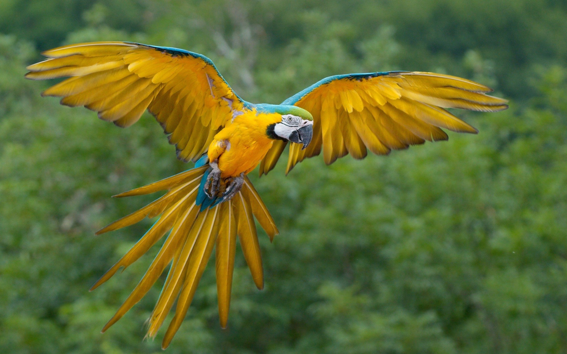 animal, blue and yellow macaw, bird, birds UHD