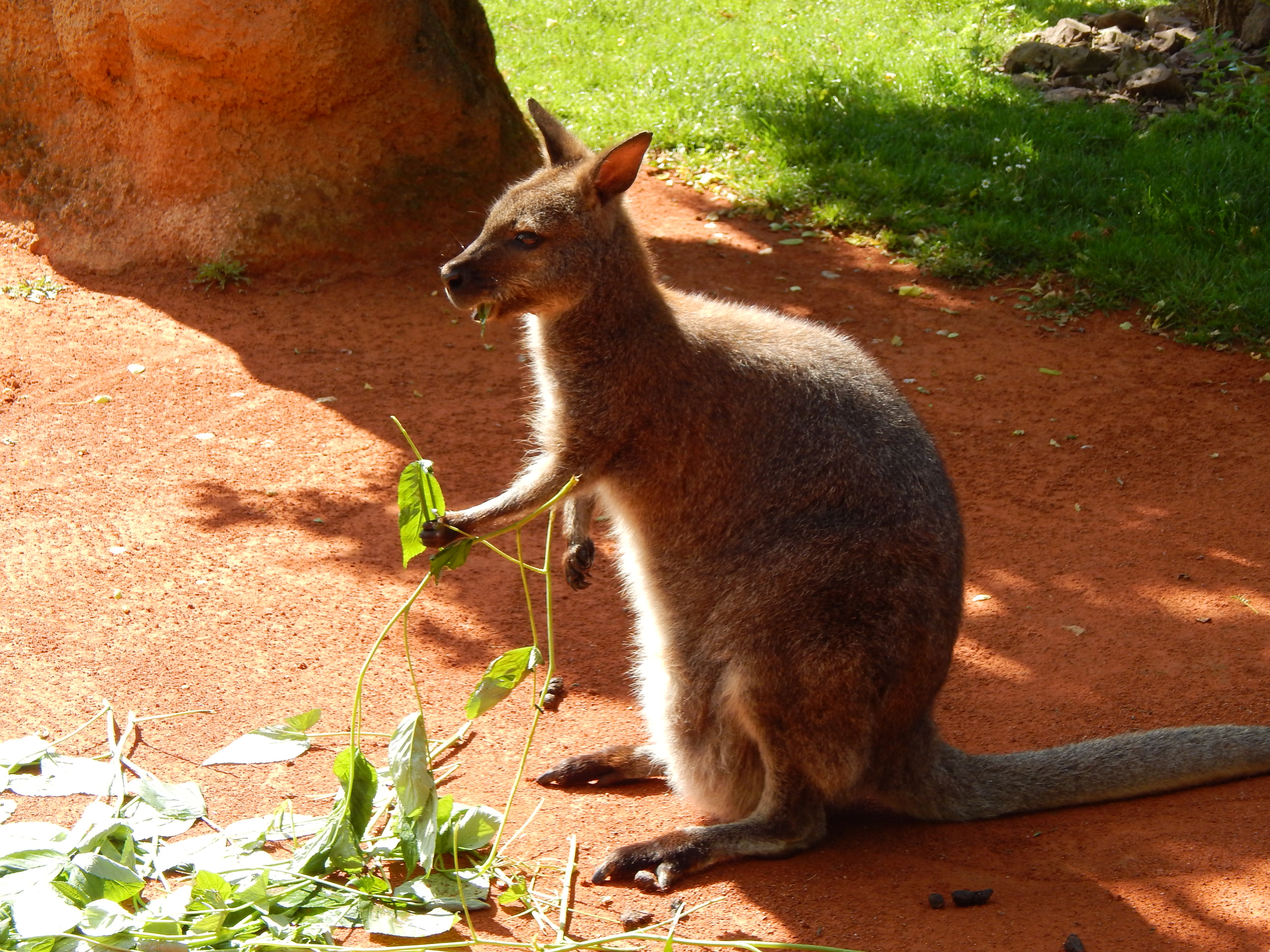 Free Images  Kangaroo