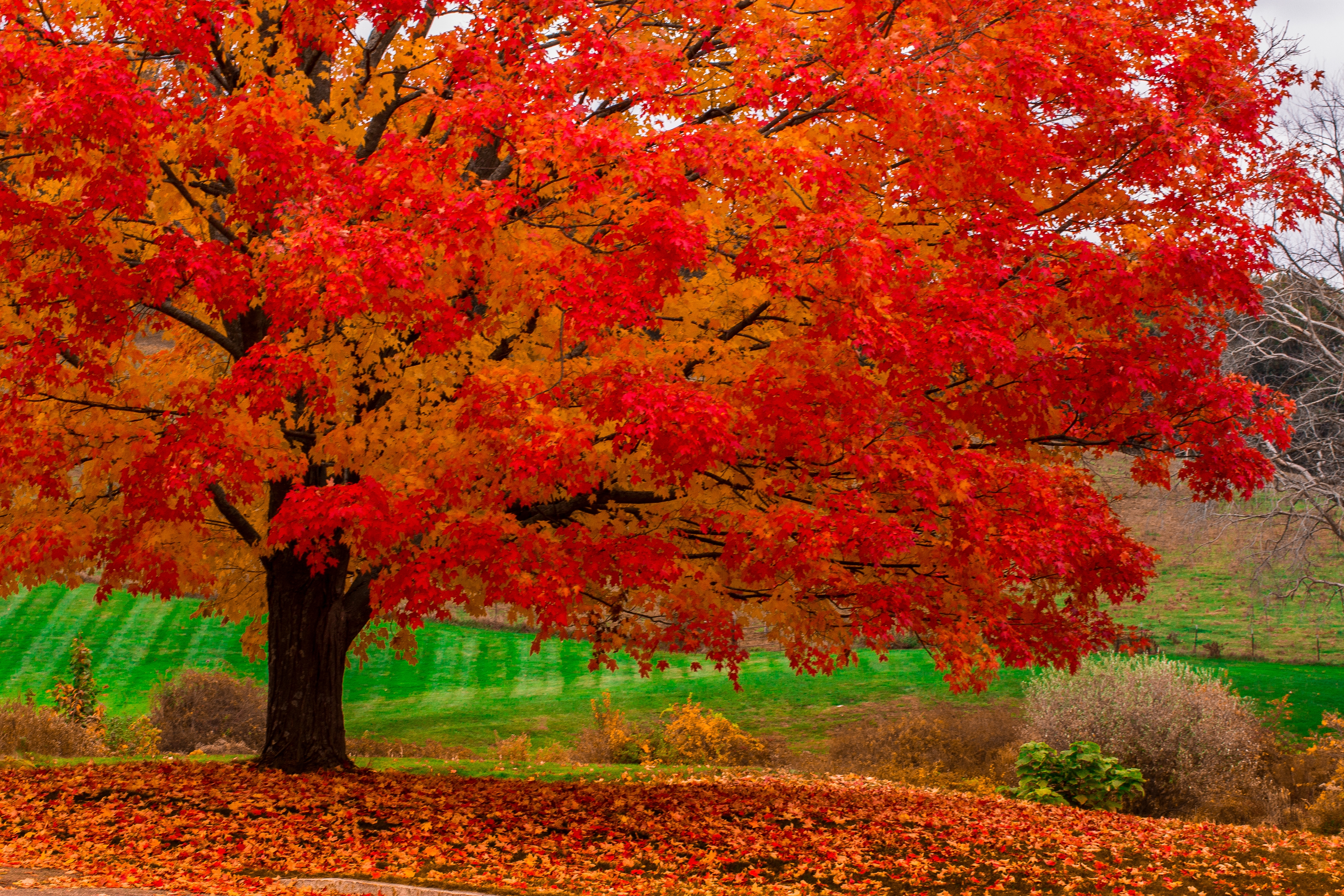 Download mobile wallpaper Trees, Tree, Fall, Earth, Orange (Color) for free.