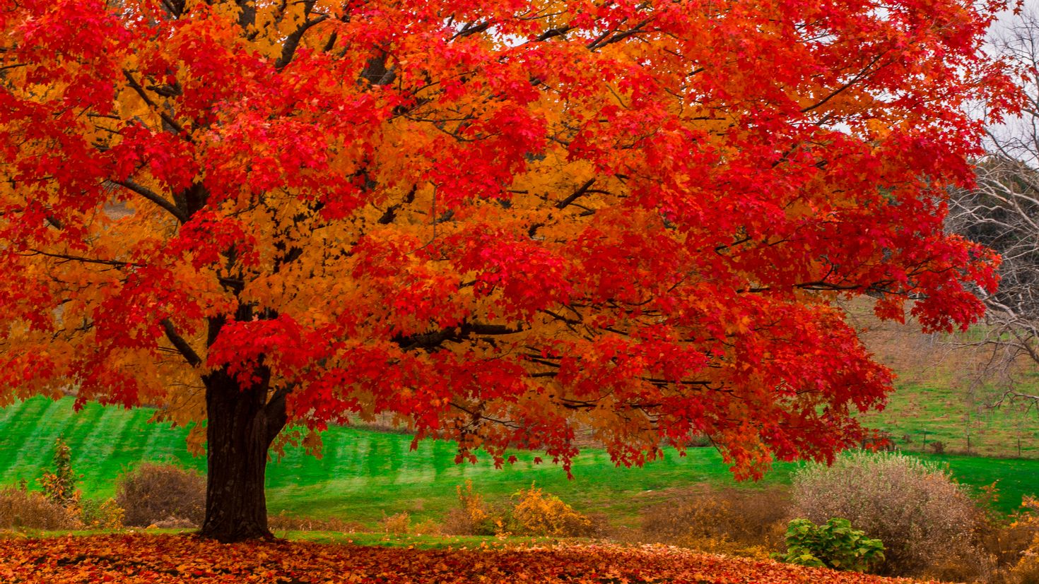 Цвет деревья осенью. Осеннее дерево. Красивое осеннее дерево. Сень деревьев. Клен осенью.