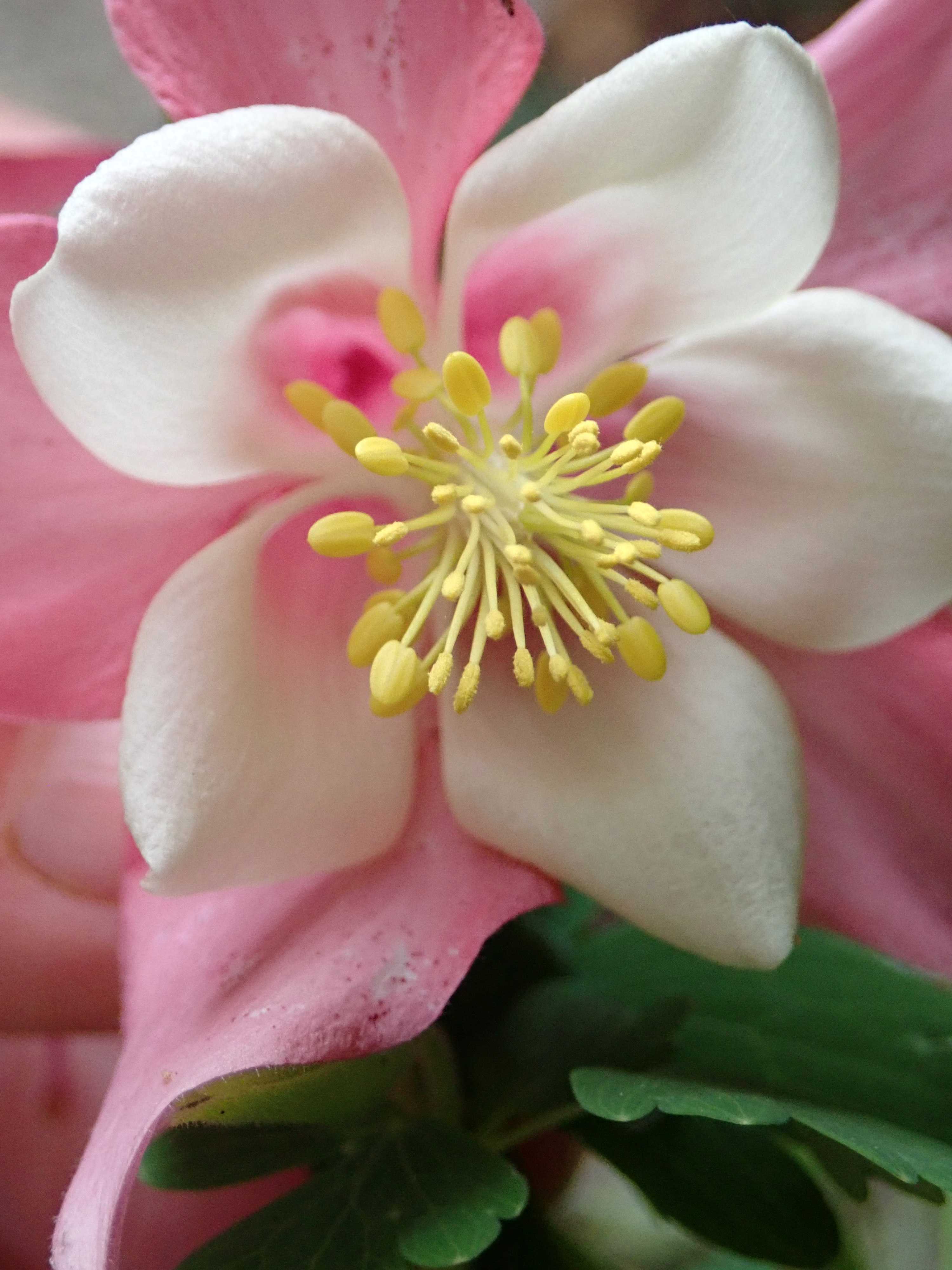 在您的 PC 桌面上免費下載 花卉, 花, 宏, 粉色的, 粉色, 阿奎利吉亚, 沉香 圖片
