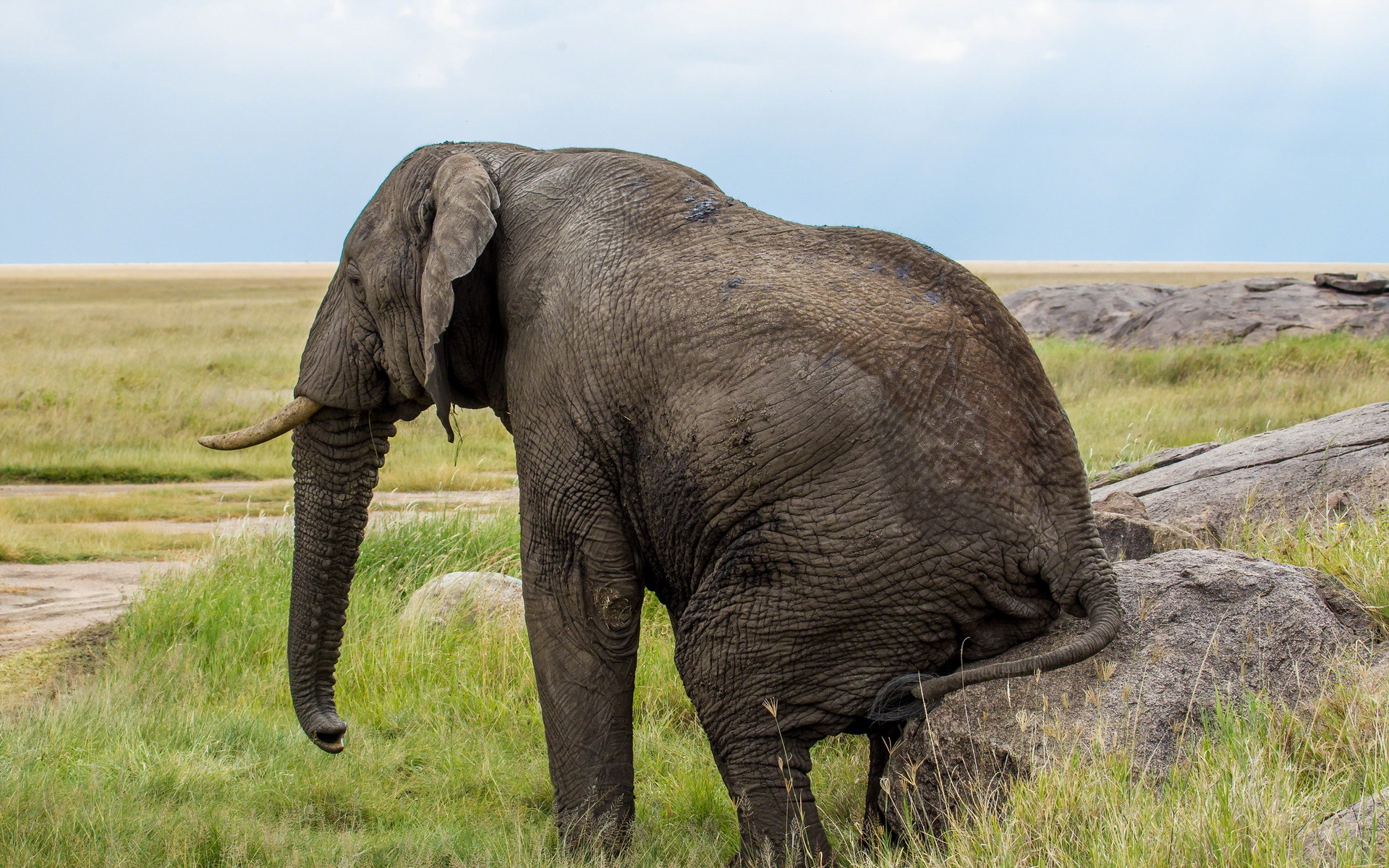 302967 скачать картинку животные, африканский слон, слоны - обои и заставки бесплатно
