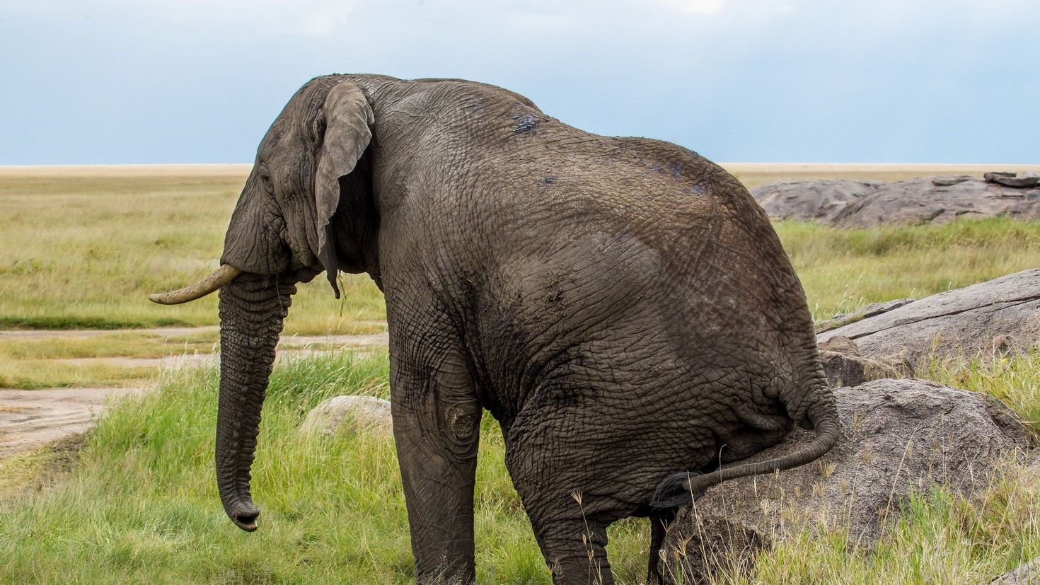 Elephant на русском языке. Саванный слон. Хоботные (млекопитающие). Слон фото. Фото слонов.