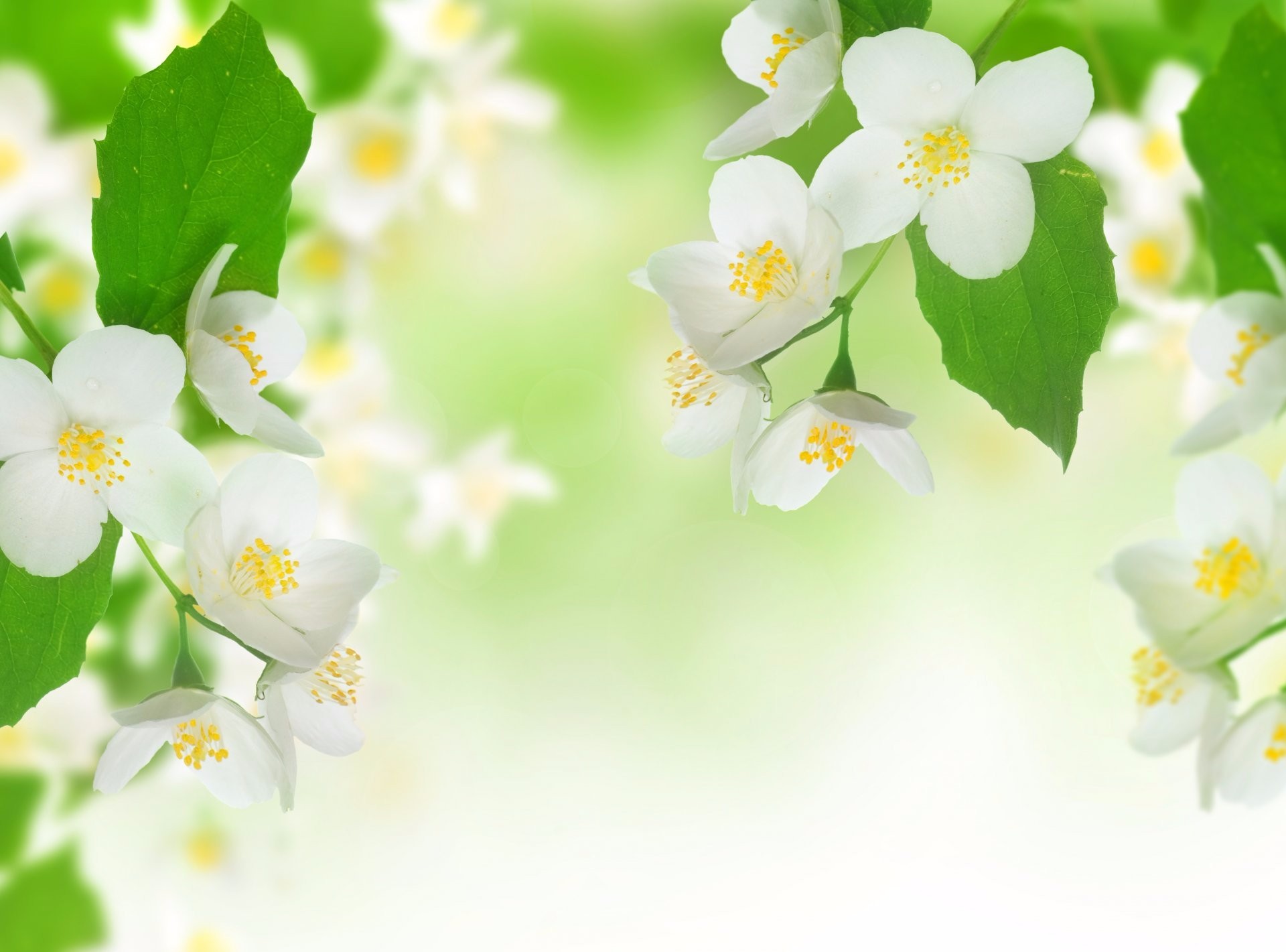 410531 télécharger le fond d'écran terre/nature, floraison, jasmin, fleur blanche, fleurs - économiseurs d'écran et images gratuitement