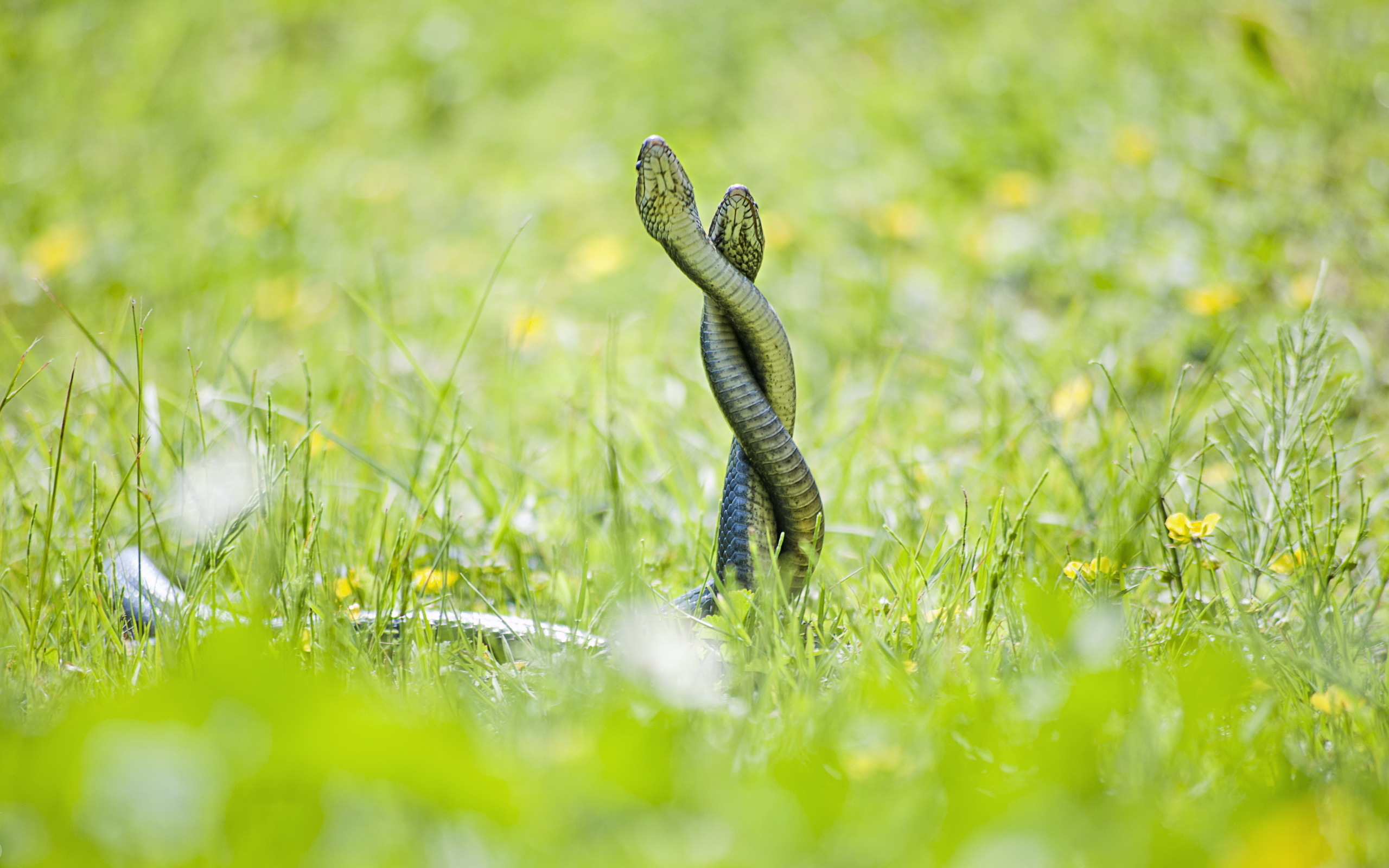 animals, snakes, green wallpapers for tablet