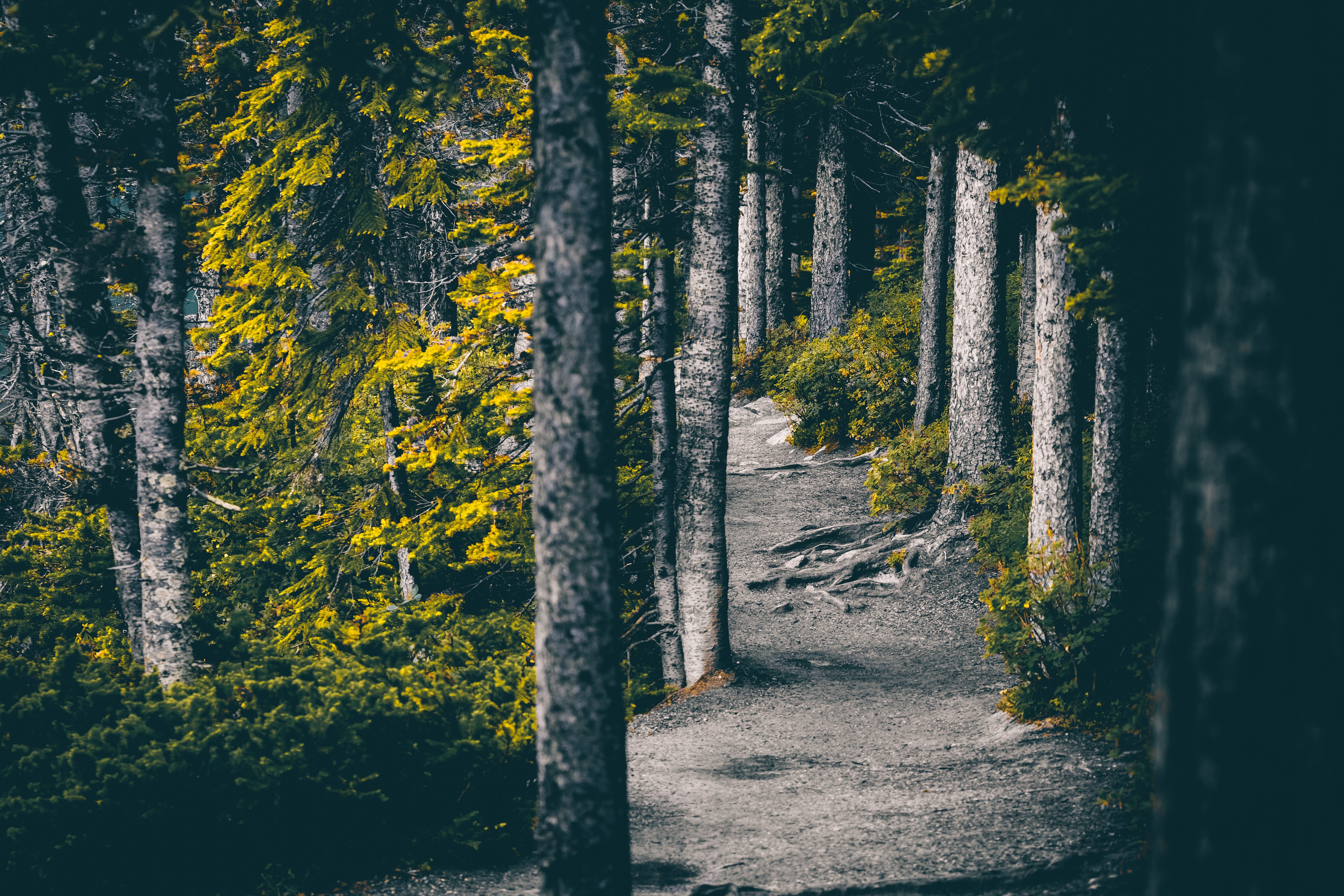 Download mobile wallpaper Path, Trees, Forest, Nature for free.