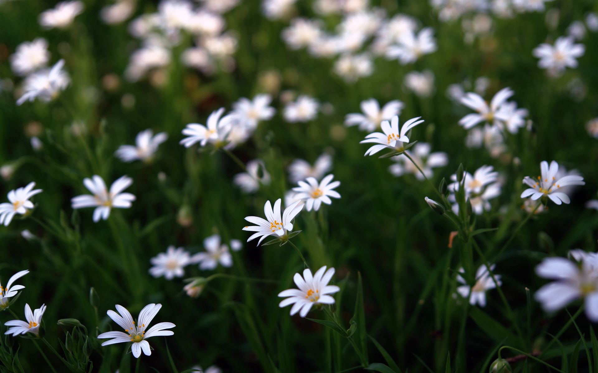 134617 descargar imagen naturaleza, flores, blanco, belleza, pequeña, pequeño: fondos de pantalla y protectores de pantalla gratis