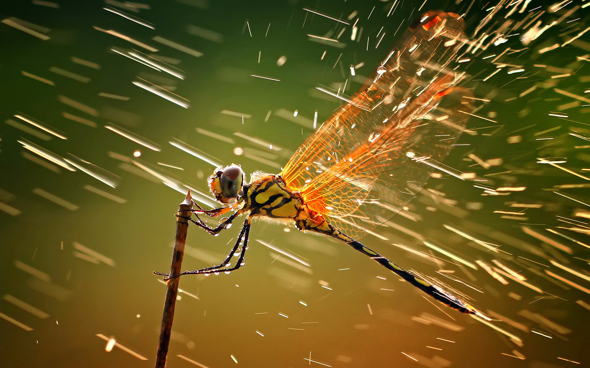 14106 Hintergrundbild herunterladen insekten, regen, libellen, gelb - Bildschirmschoner und Bilder kostenlos