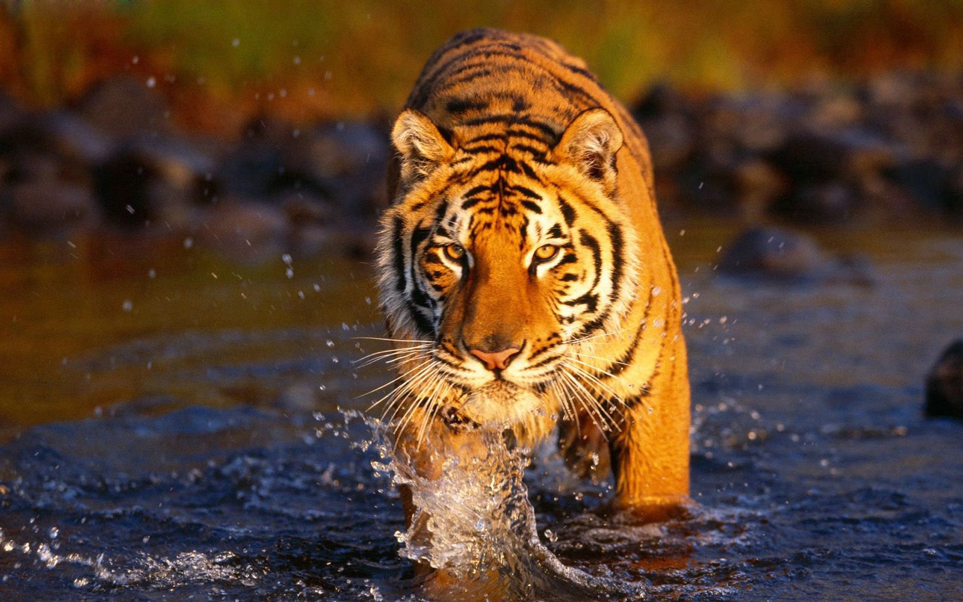 84311 скачать обои тигр, большая кошка, брызги, животные, хищник, вода - заставки и картинки бесплатно
