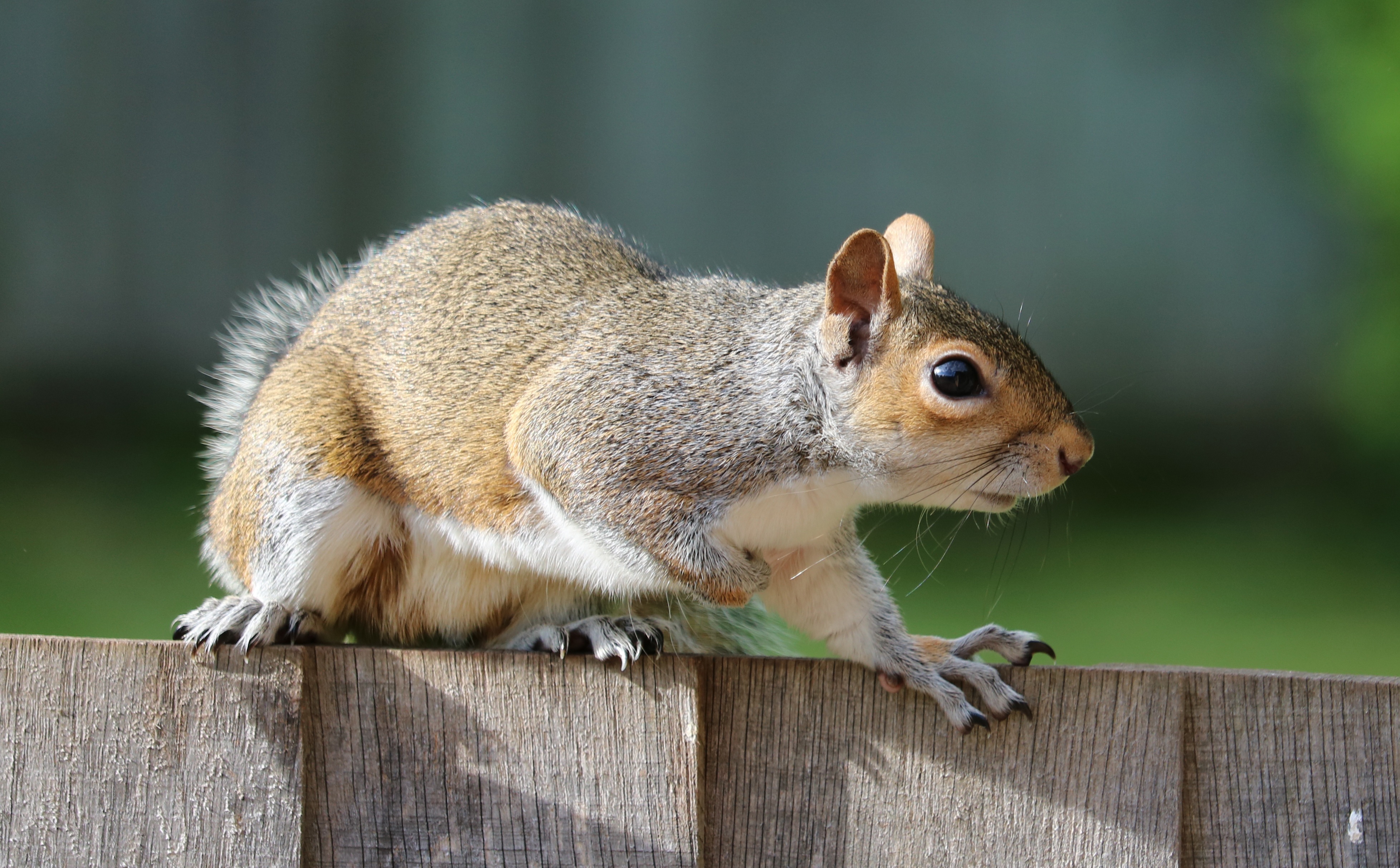 Laden Sie das Zaun, Schreck, Tier, Tiere, Eichhörnchen-Bild kostenlos auf Ihren PC-Desktop herunter