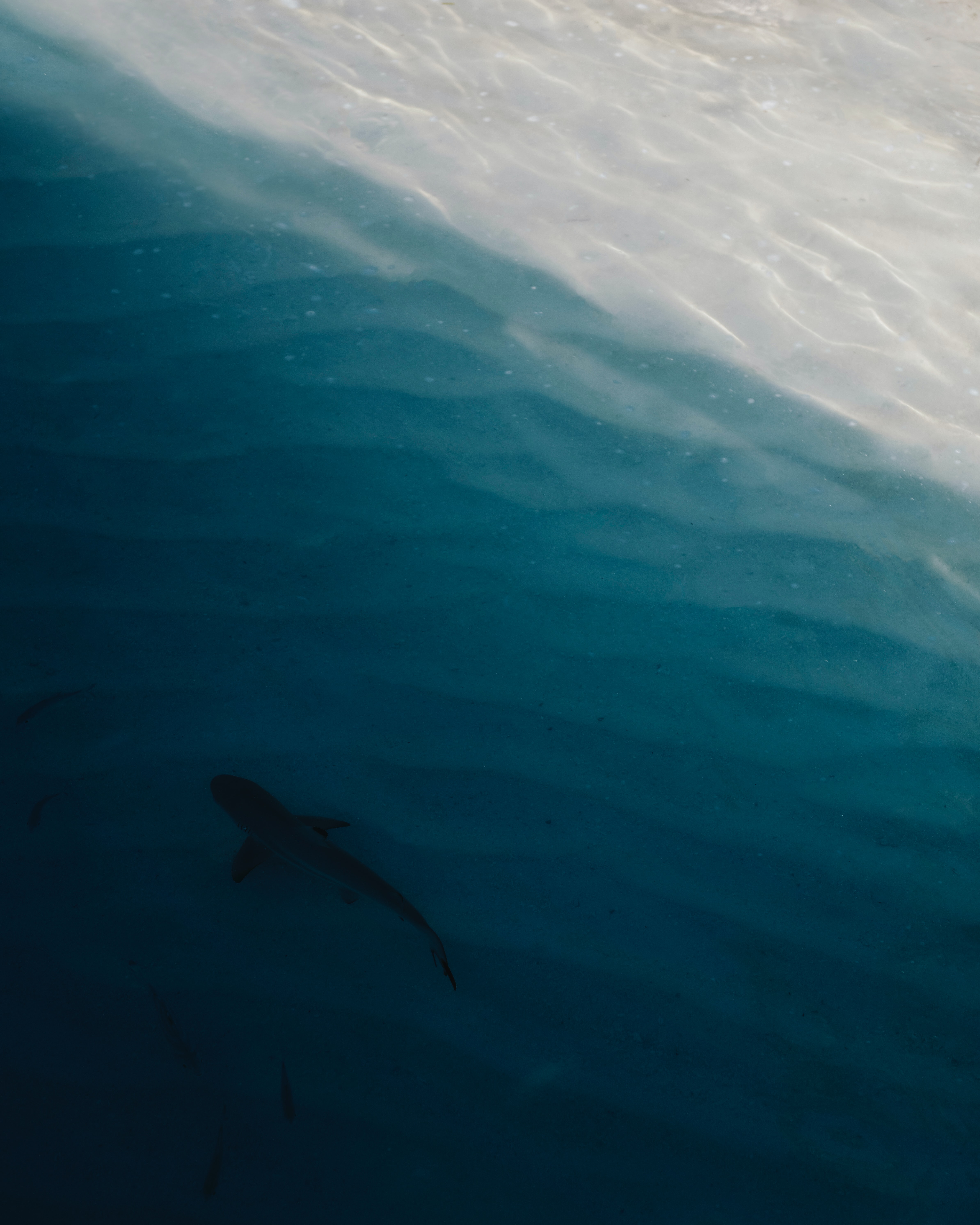 Laden Sie das Wasser, Küste, Tiere, Hai-Bild kostenlos auf Ihren PC-Desktop herunter