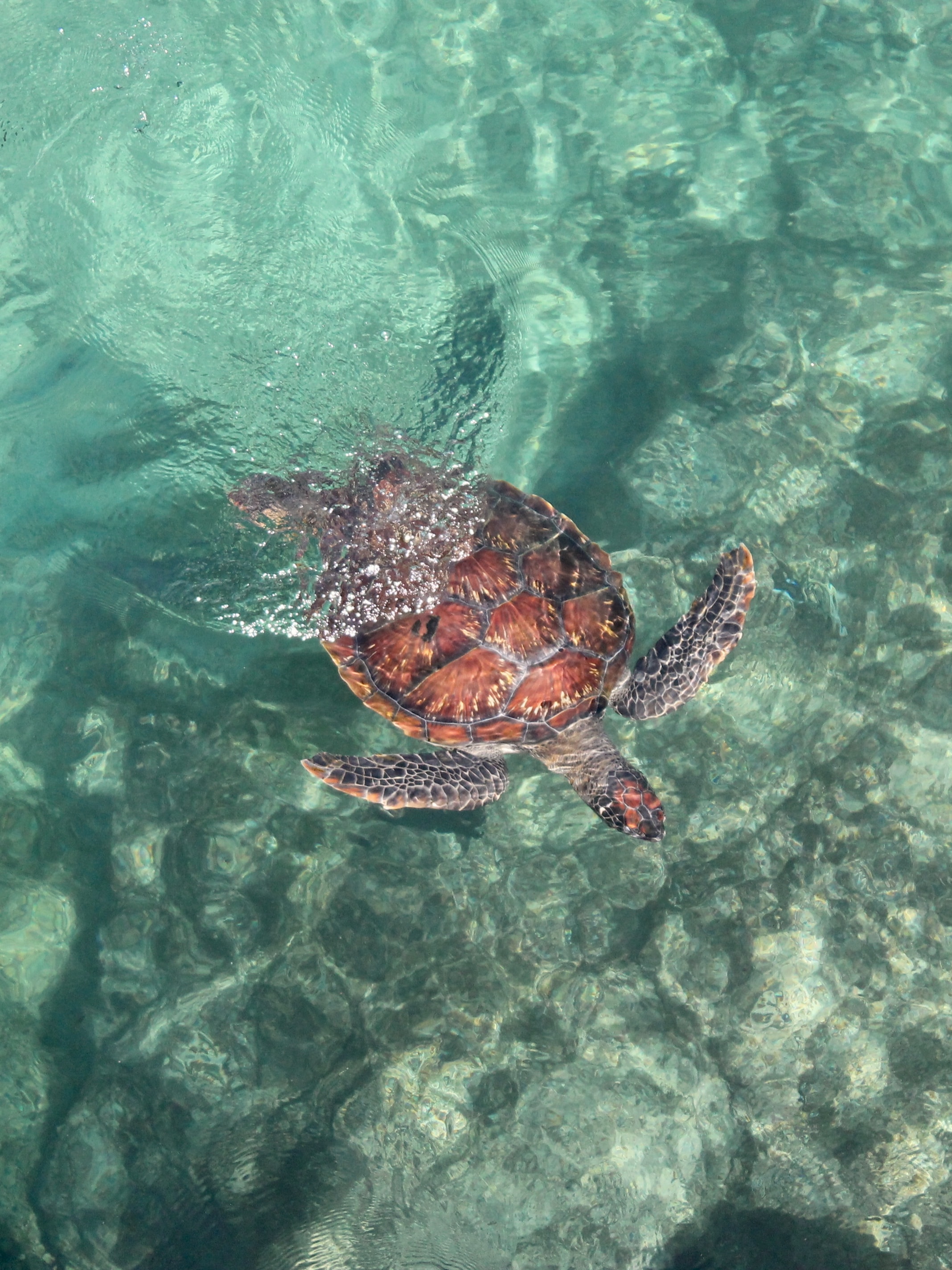 turtle, animals, water, sea, to swim, swim download HD wallpaper