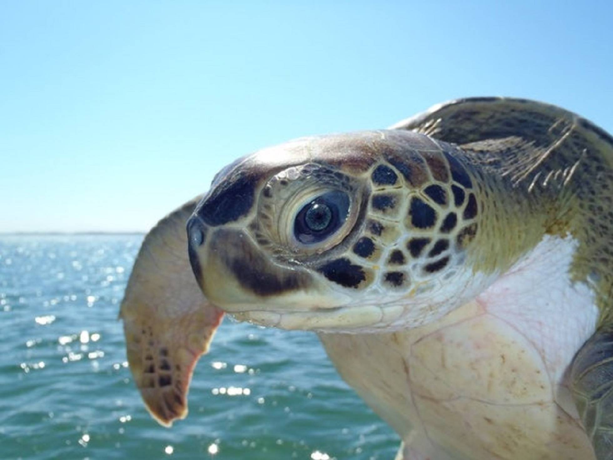 Отряд средиземноморской черепахи. Тортуга черепаха. Водные животные. Морская черепаха фото. Море черепаха.