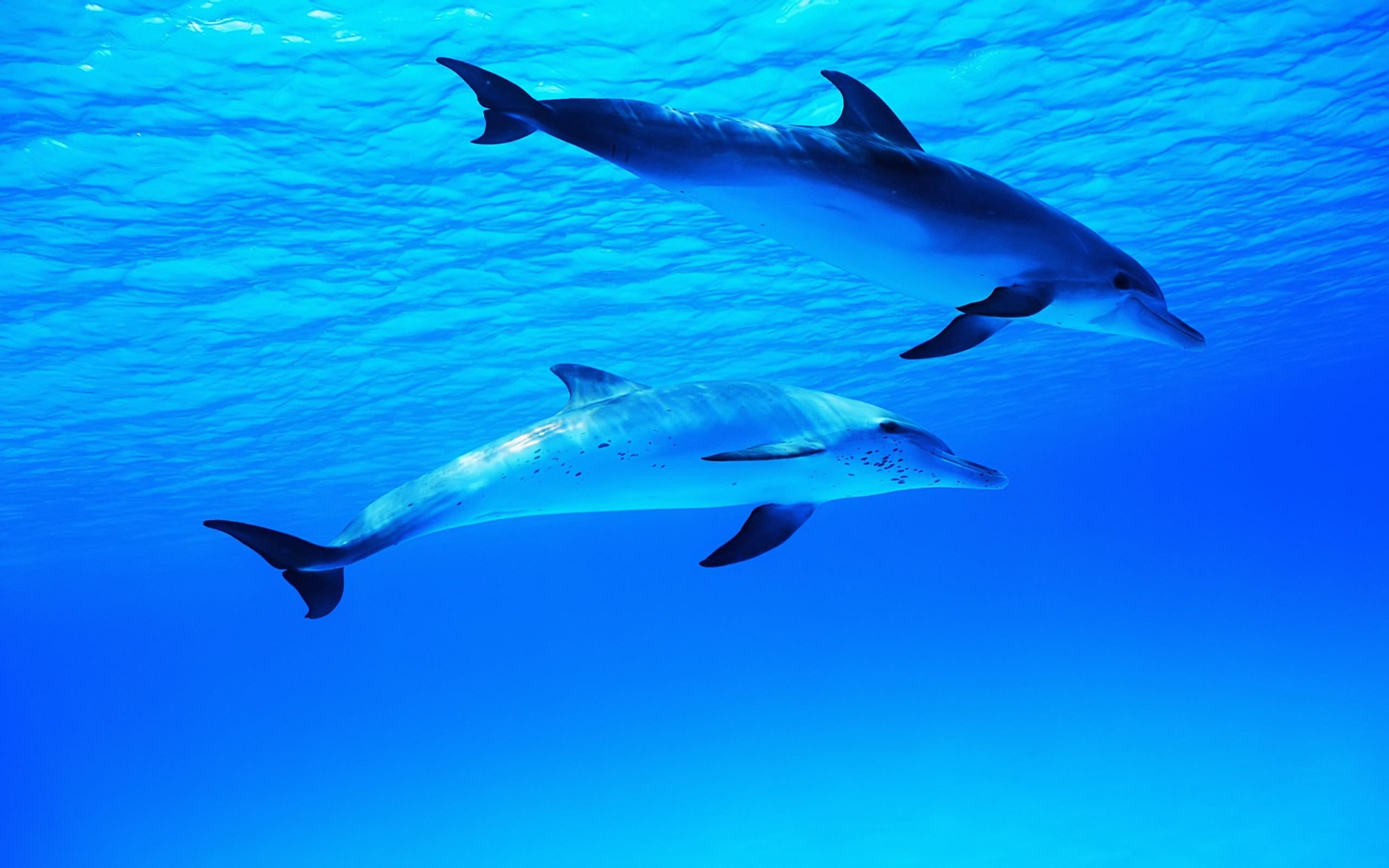 167168 免費下載壁紙 动物, 海豚 屏保和圖片