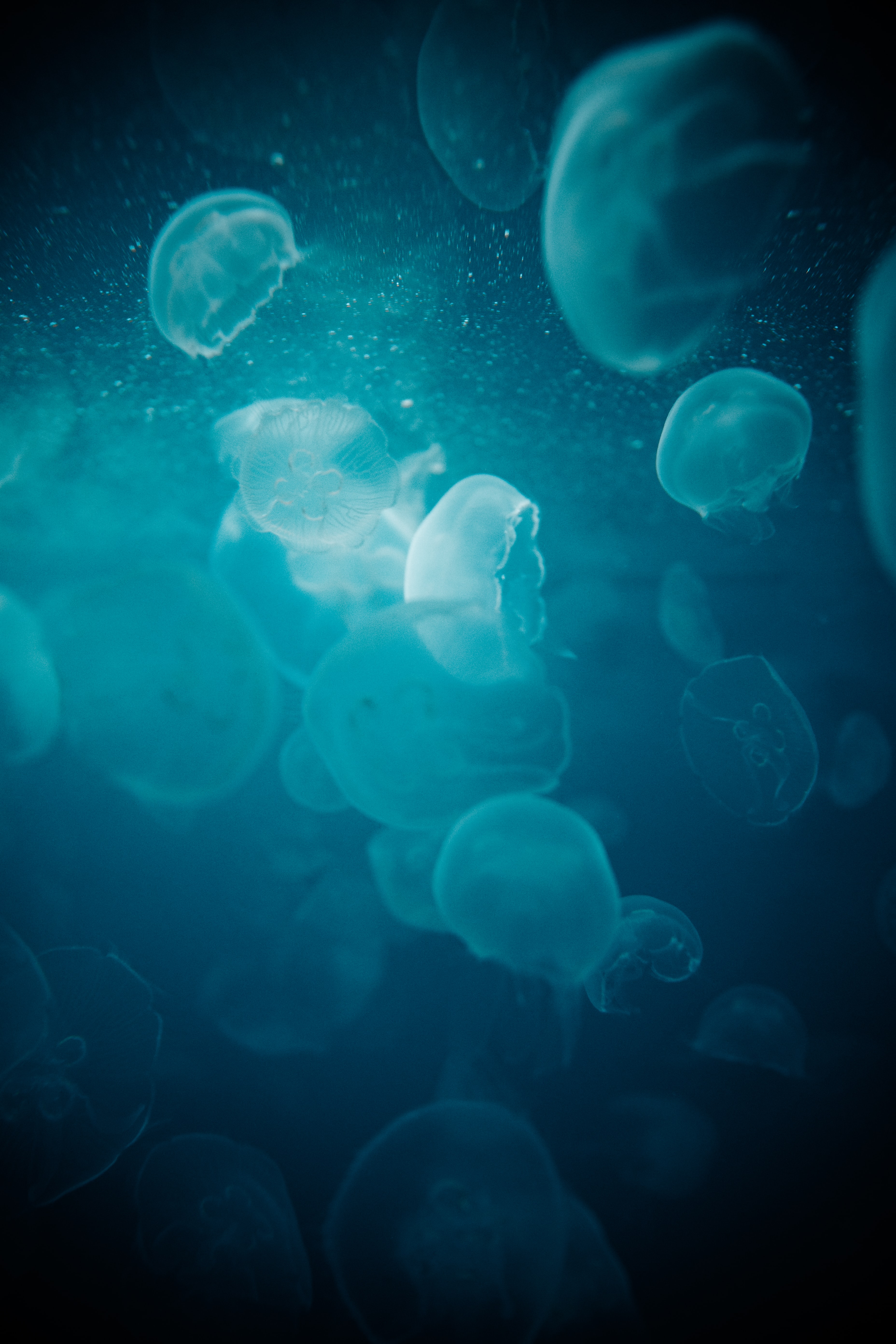 86687 скачать обои под водой, медузы, макро, животные, вода, синий, свечение - заставки и картинки бесплатно