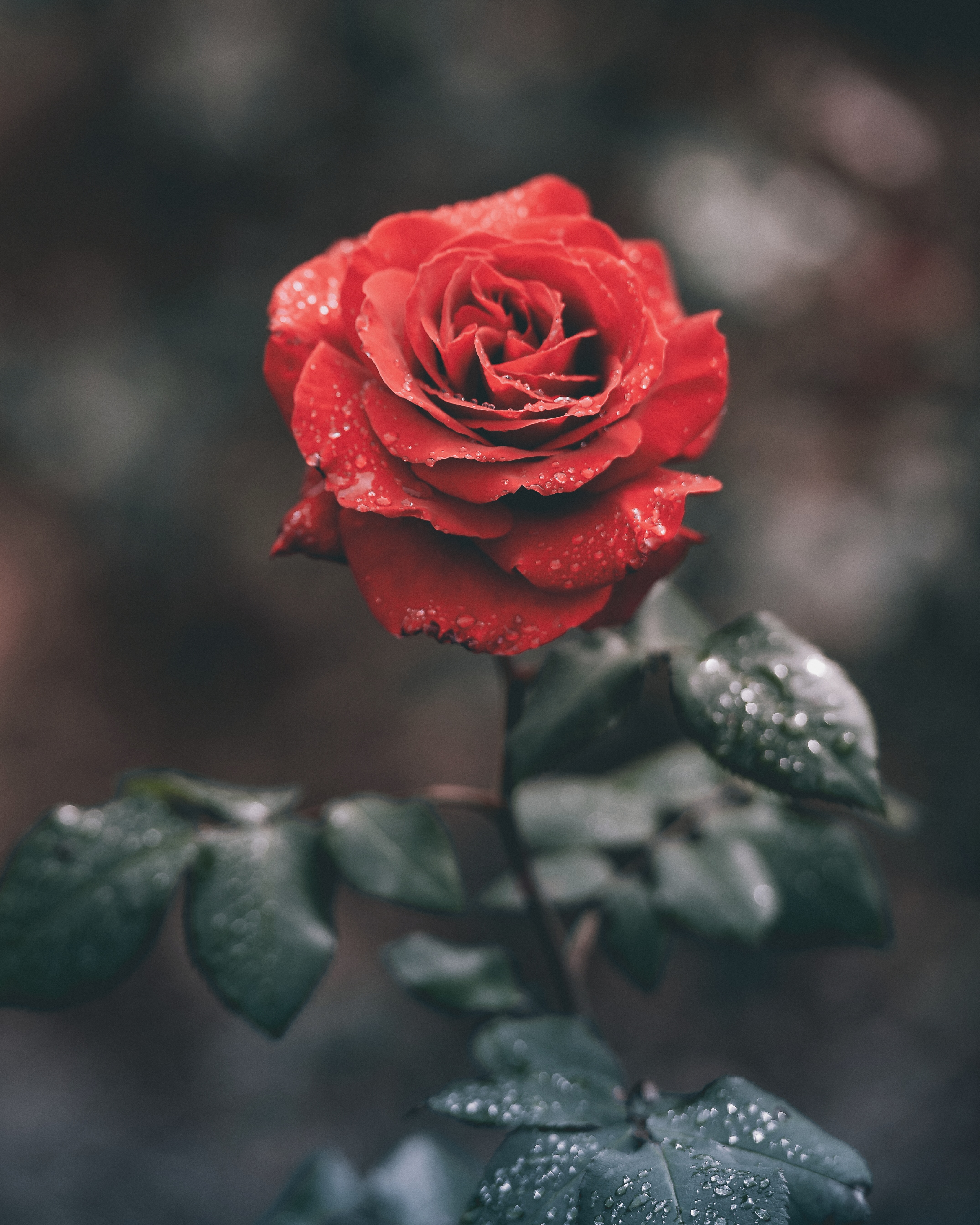 android flower, red, rose flower, flowers, rose, wet, dew