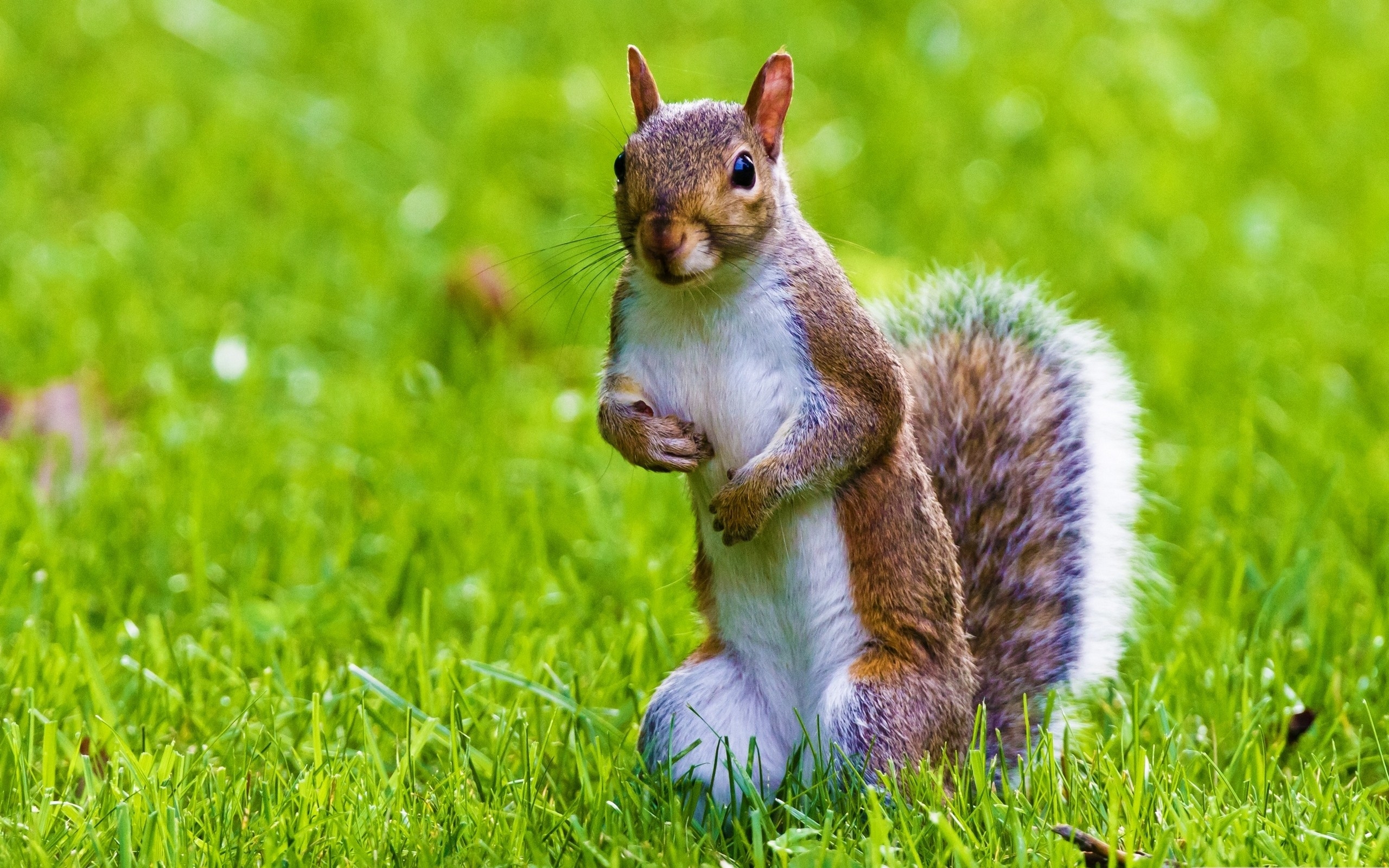 590335 Bild herunterladen tiere, eichhörnchen - Hintergrundbilder und Bildschirmschoner kostenlos