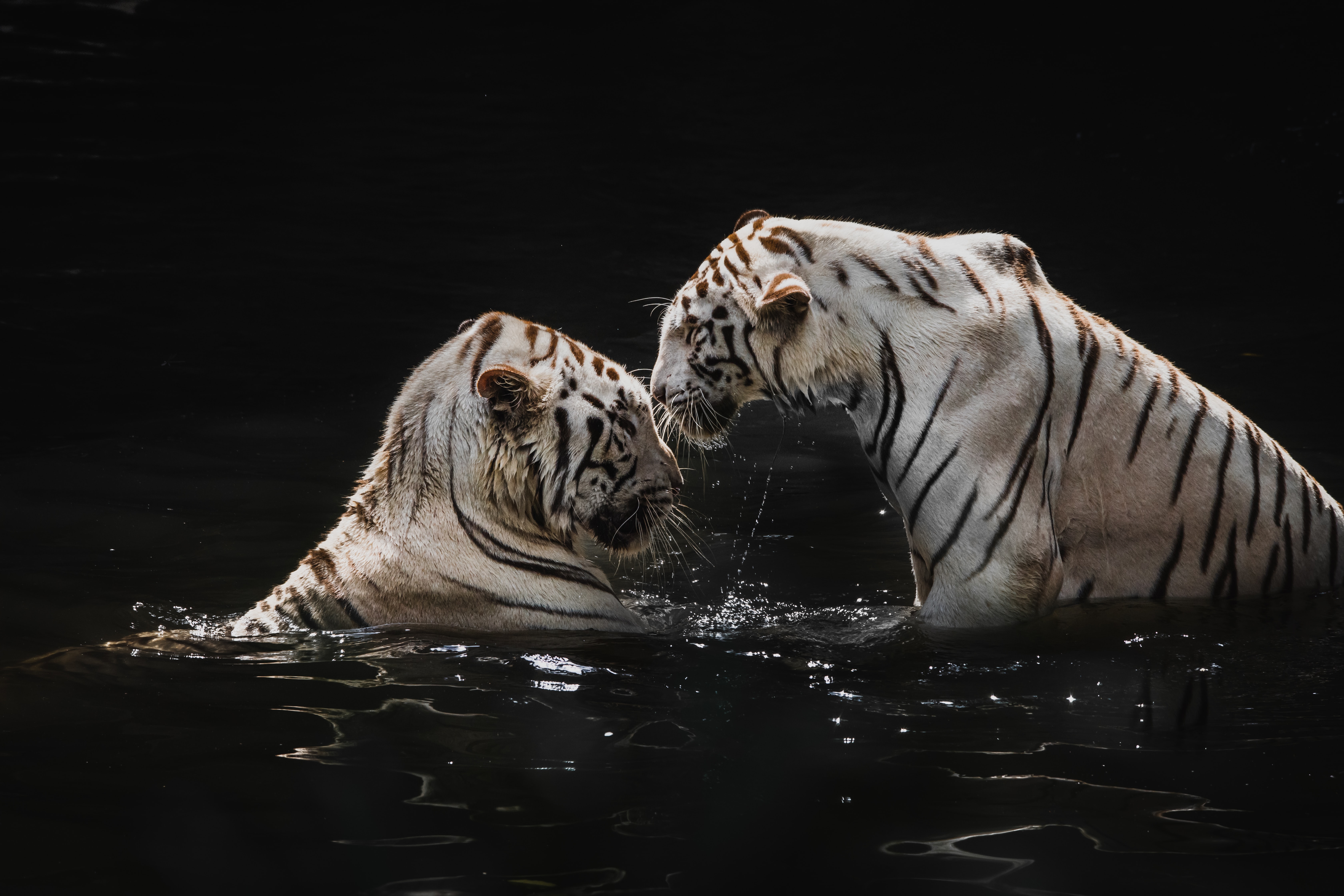 132478 завантажити картинку тварини, вода, тигри, великі кішки, білі тигри - шпалери і заставки безкоштовно
