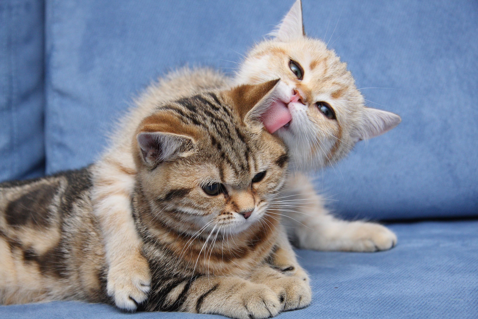 kittens, animals, couple, pair, to lie down, lie, muzzle, care for android