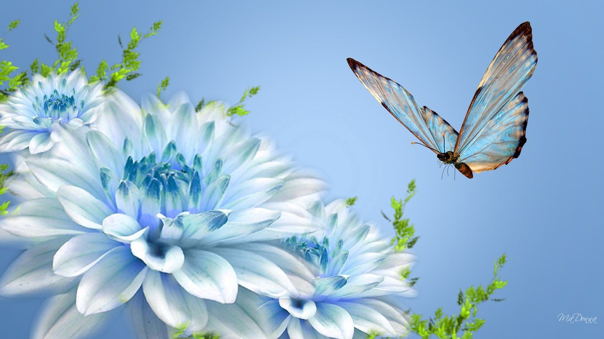 113528 descargar fondo de pantalla flor, macro, vuelo, mariposa: protectores de pantalla e imágenes gratis