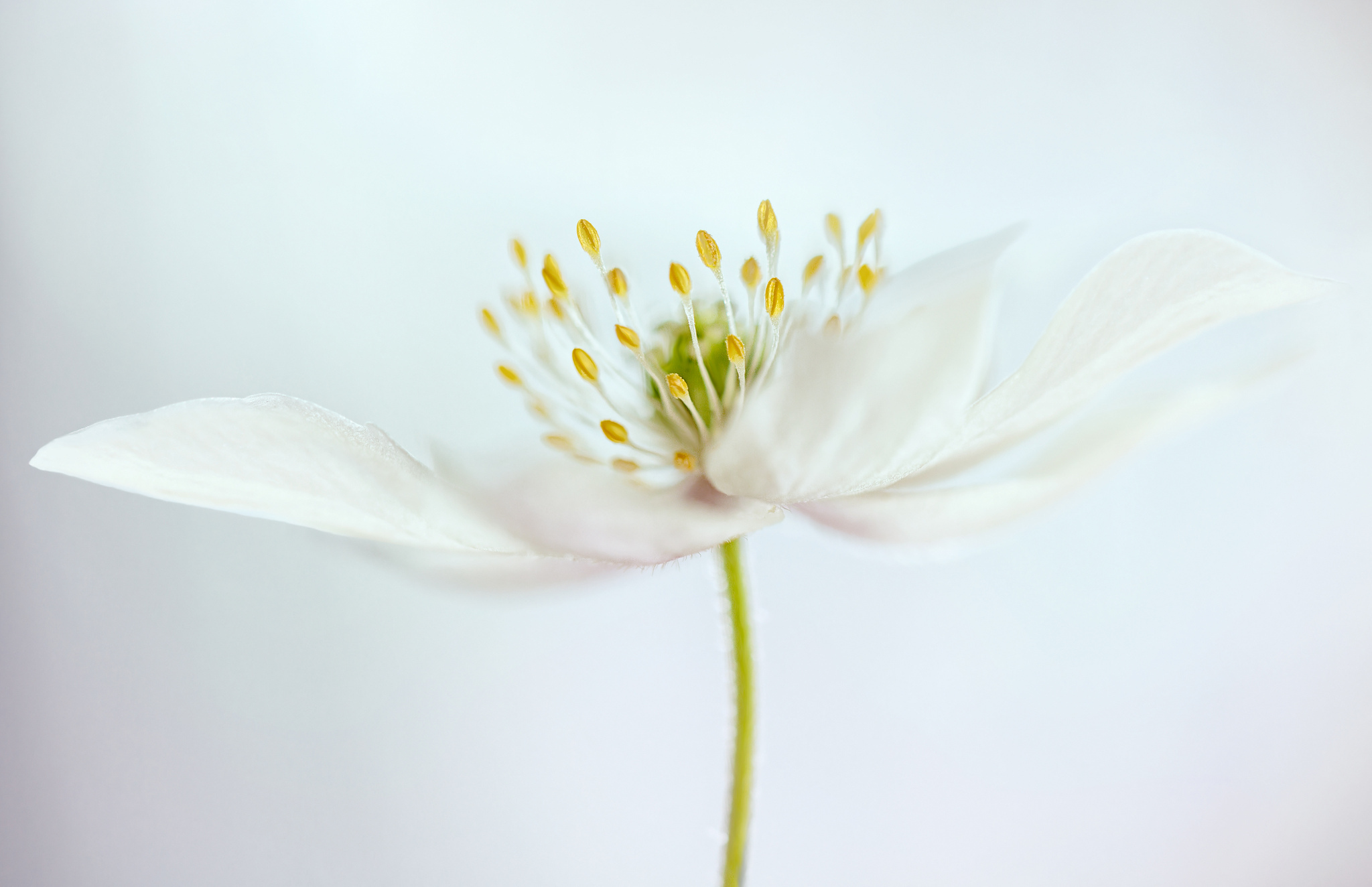 Белые цветы с тычинками