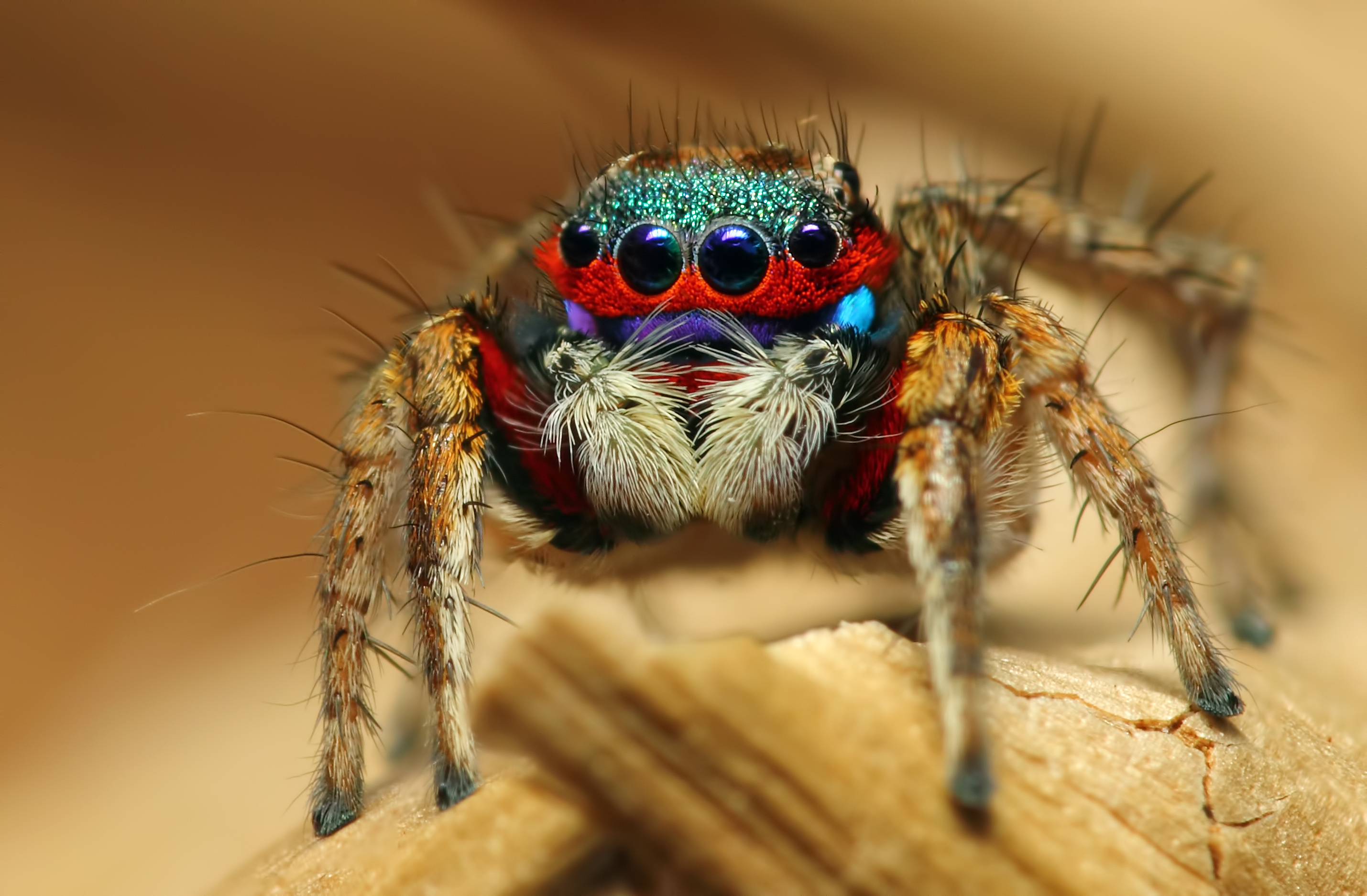 animal, spider, jumping spider, spiders 1080p