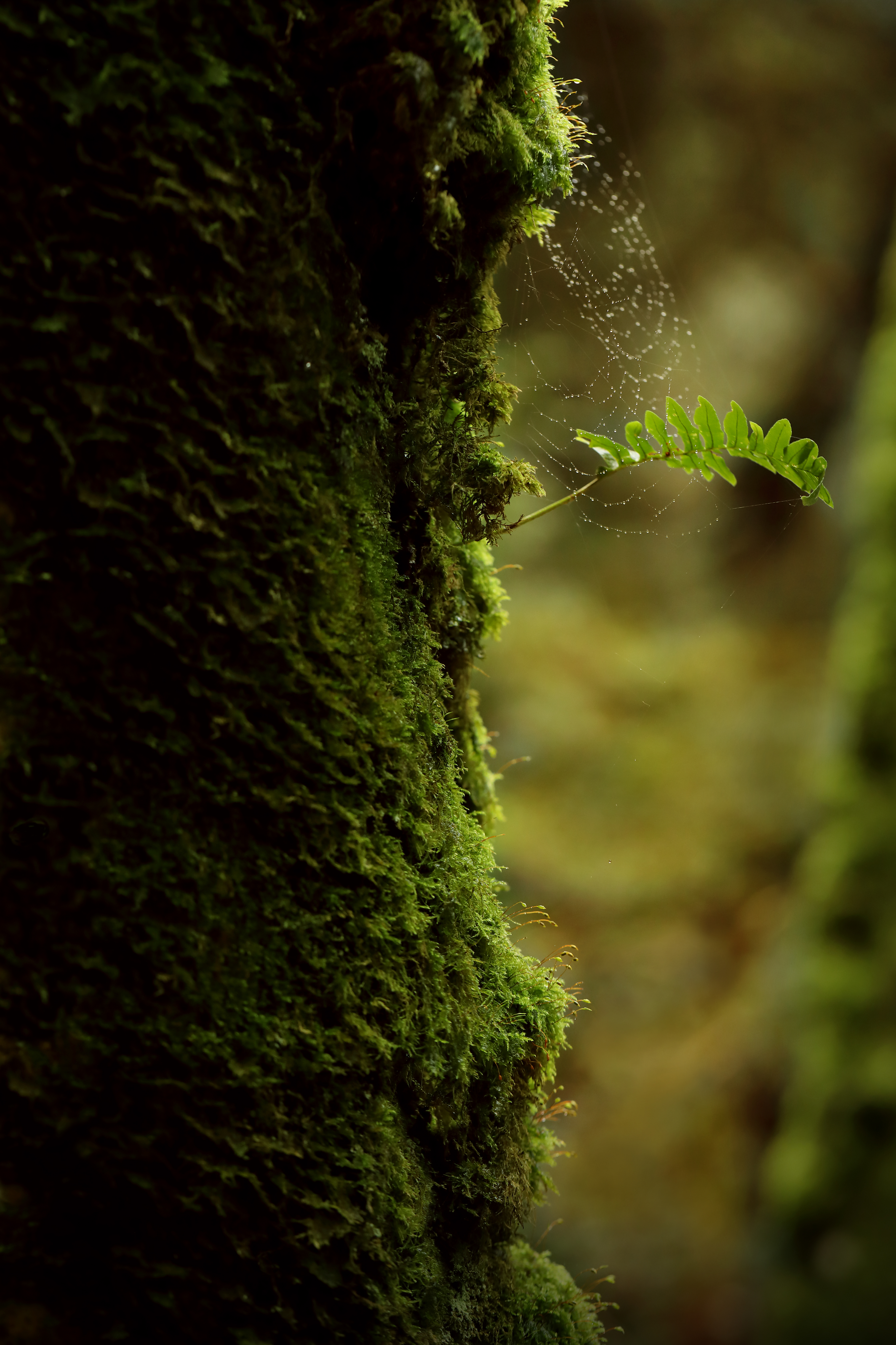 web, green, macro, branch, moss phone background