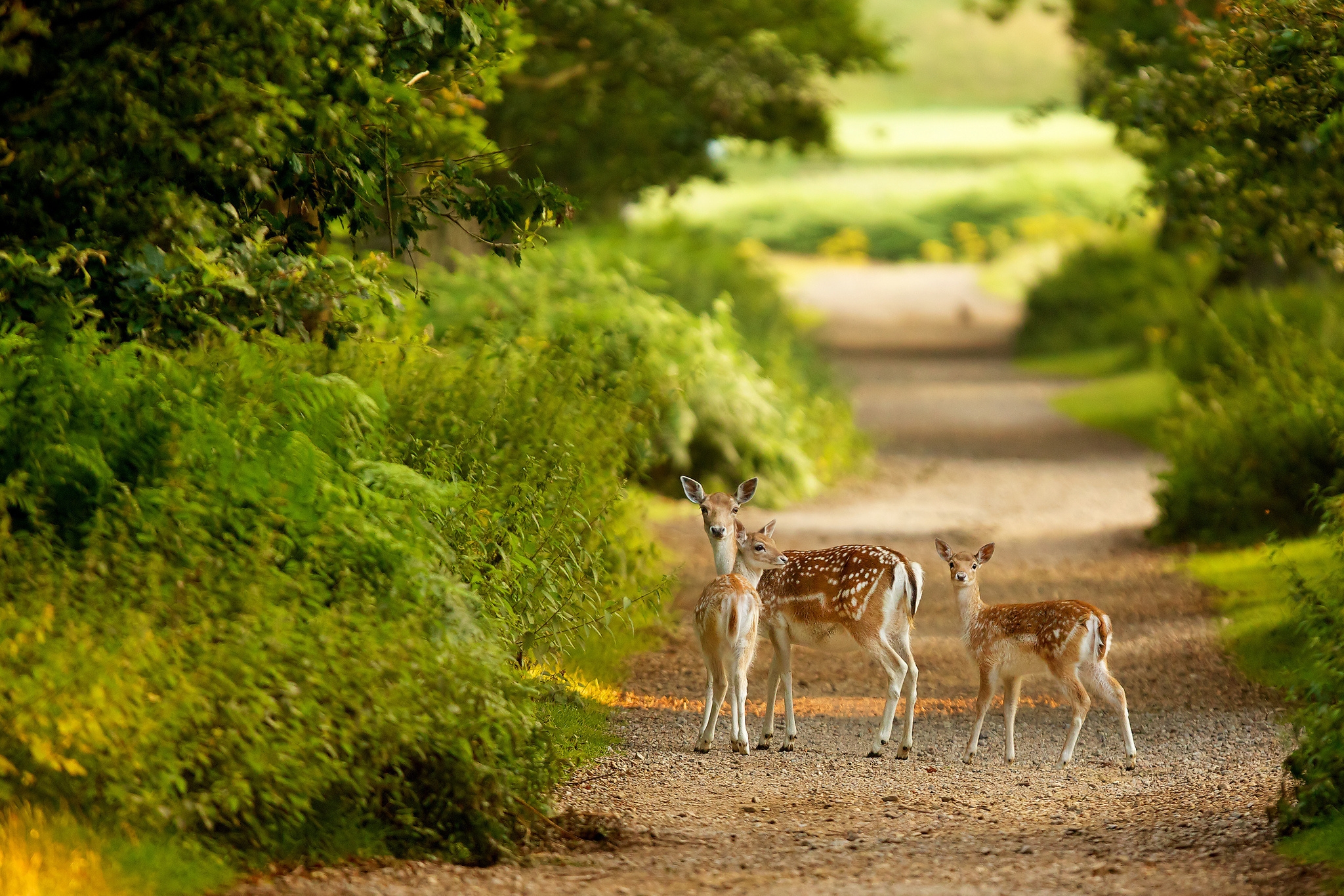 Download mobile wallpaper Stroll, Path, Trail, Animals, Trees, Deers for free.
