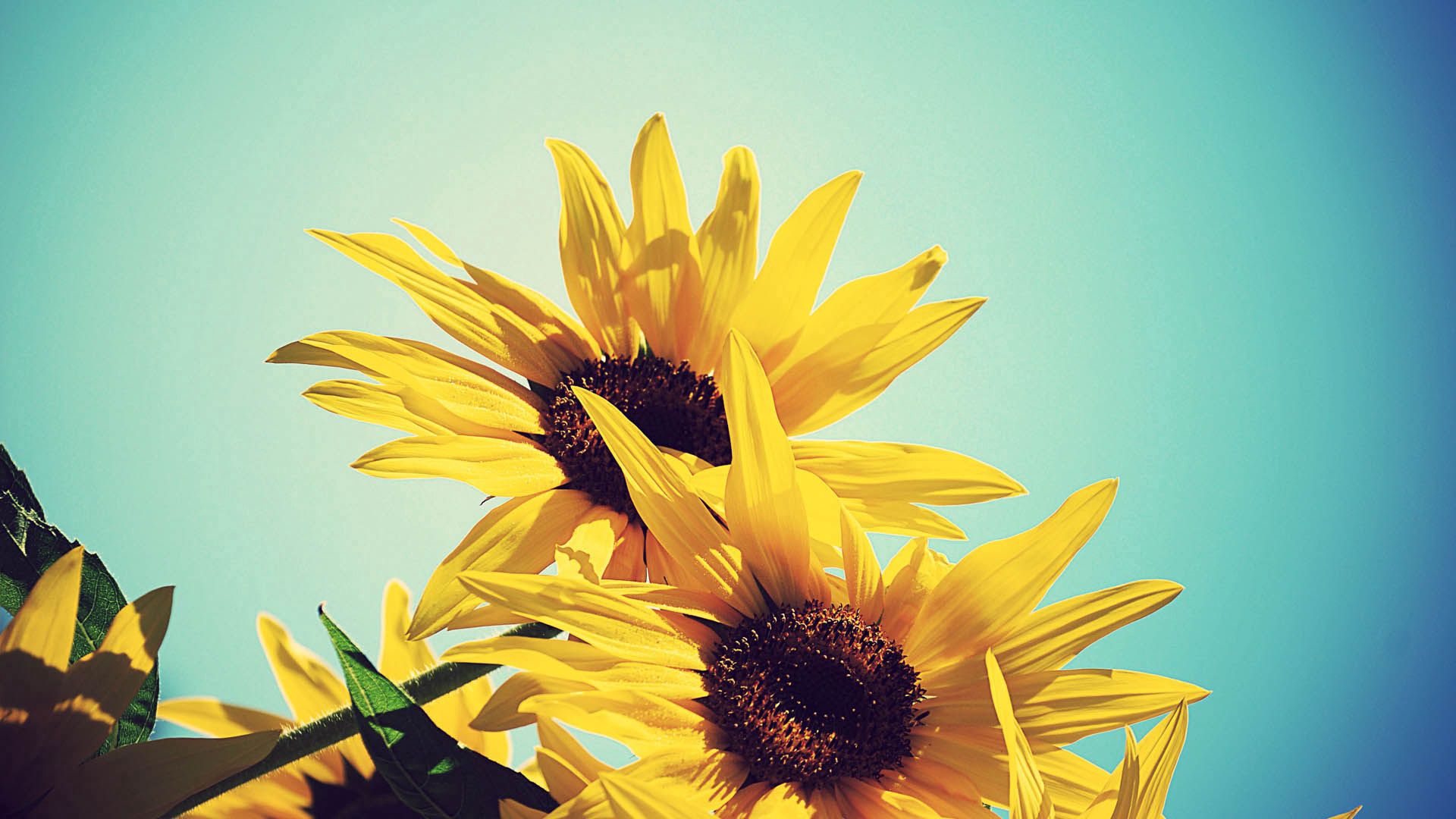 Free download wallpaper Flowers, Plant, Flowering, Bloom, Sunflowers on your PC desktop