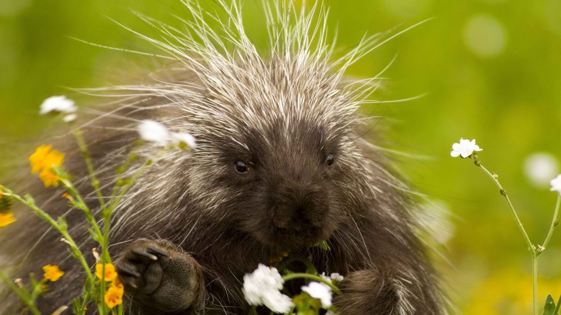 animals, grass, porcupine, thorns, prickles Phone Background