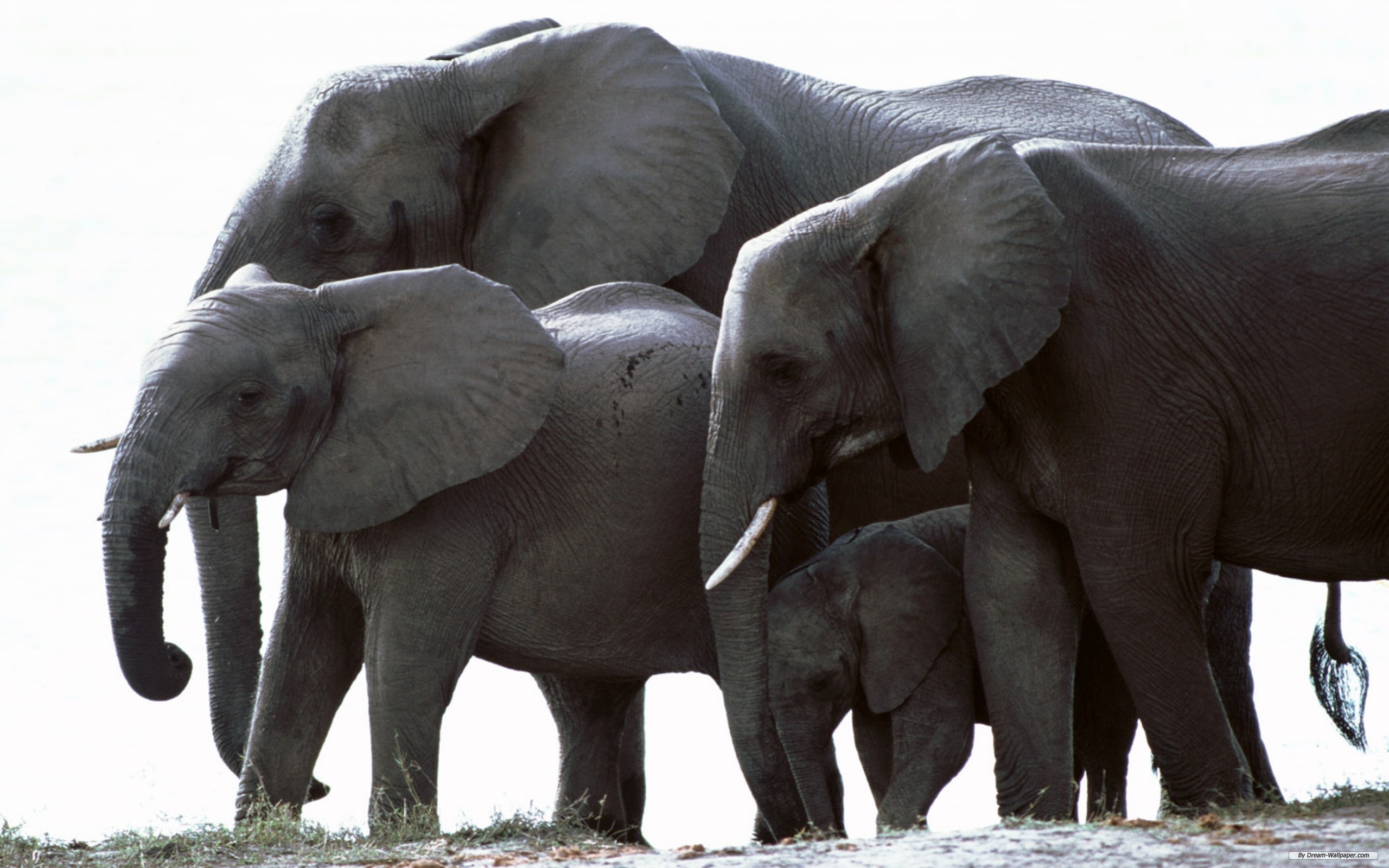 175299 скачать обои слоны, животные, африканский слон - заставки и картинки бесплатно