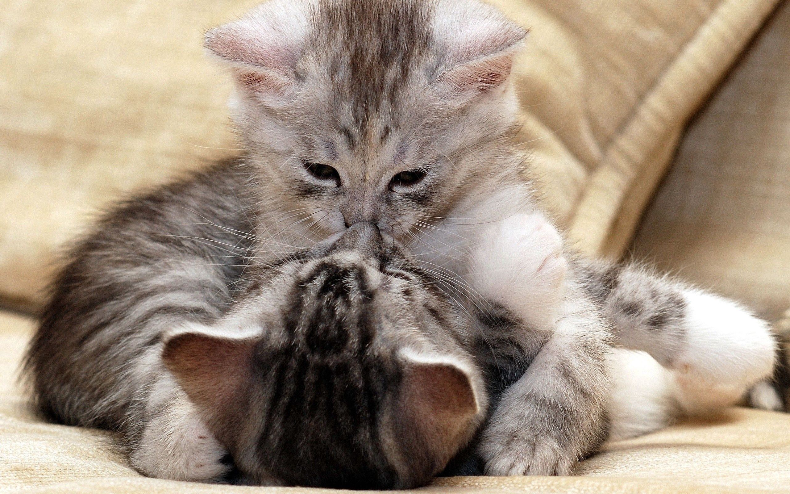 Laden Sie das Paar, Pflege, Tiere, Kuss, Kätzchen-Bild kostenlos auf Ihren PC-Desktop herunter