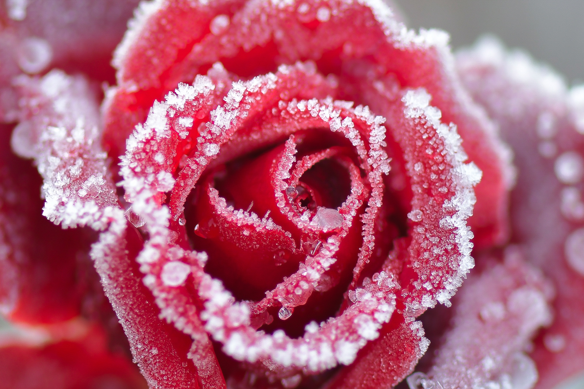 Розы в снегу обои