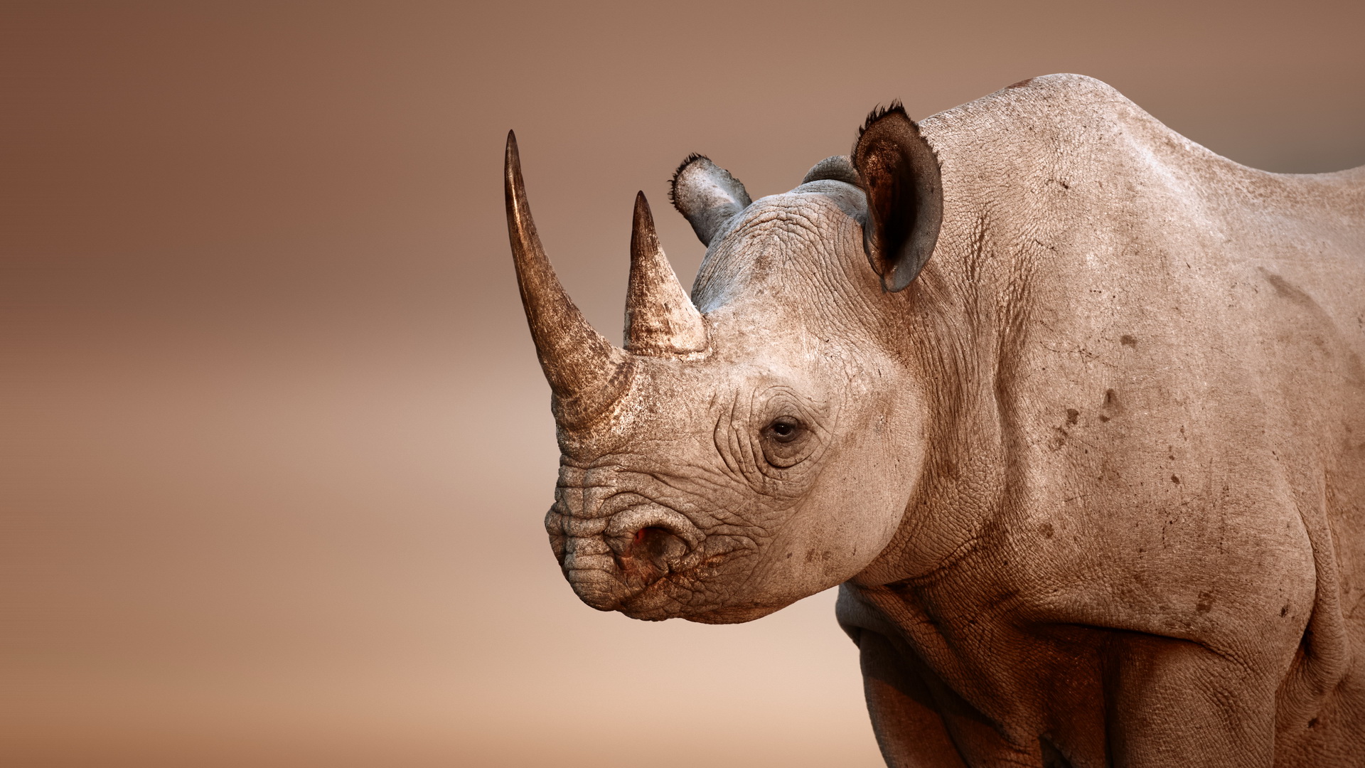 Rhino phone wallpaper 1080P 2k 4k Full HD Wallpapers Backgrounds Free  Download  Wallpaper Crafter