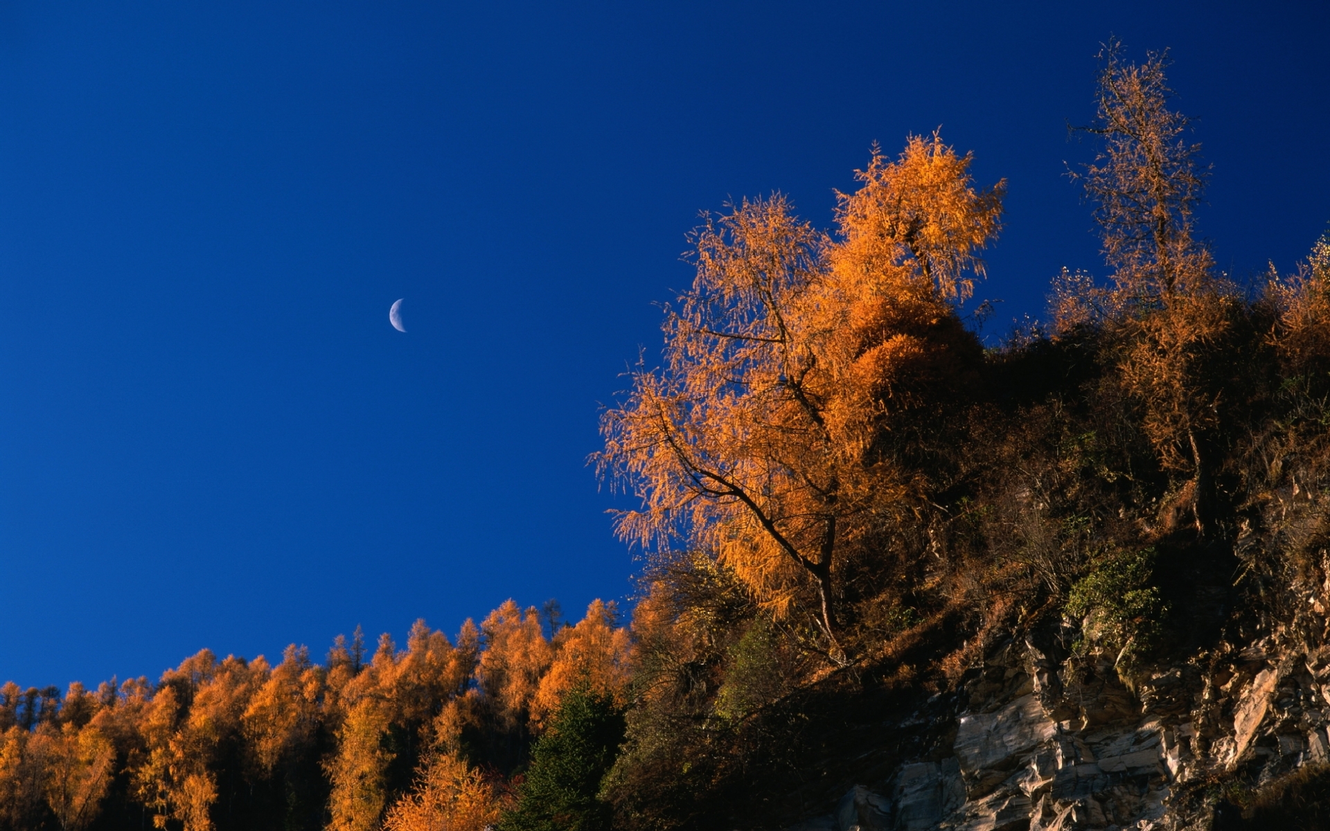 landscape, trees, autumn phone background