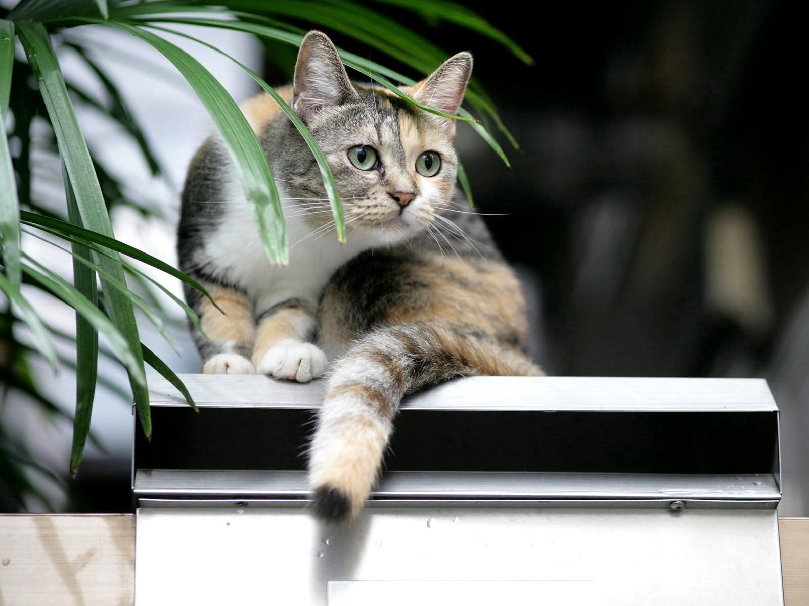 Laden Sie das Katze, Sitzen, Fleckig, Der Kater, Gefleckt, Tiere-Bild kostenlos auf Ihren PC-Desktop herunter