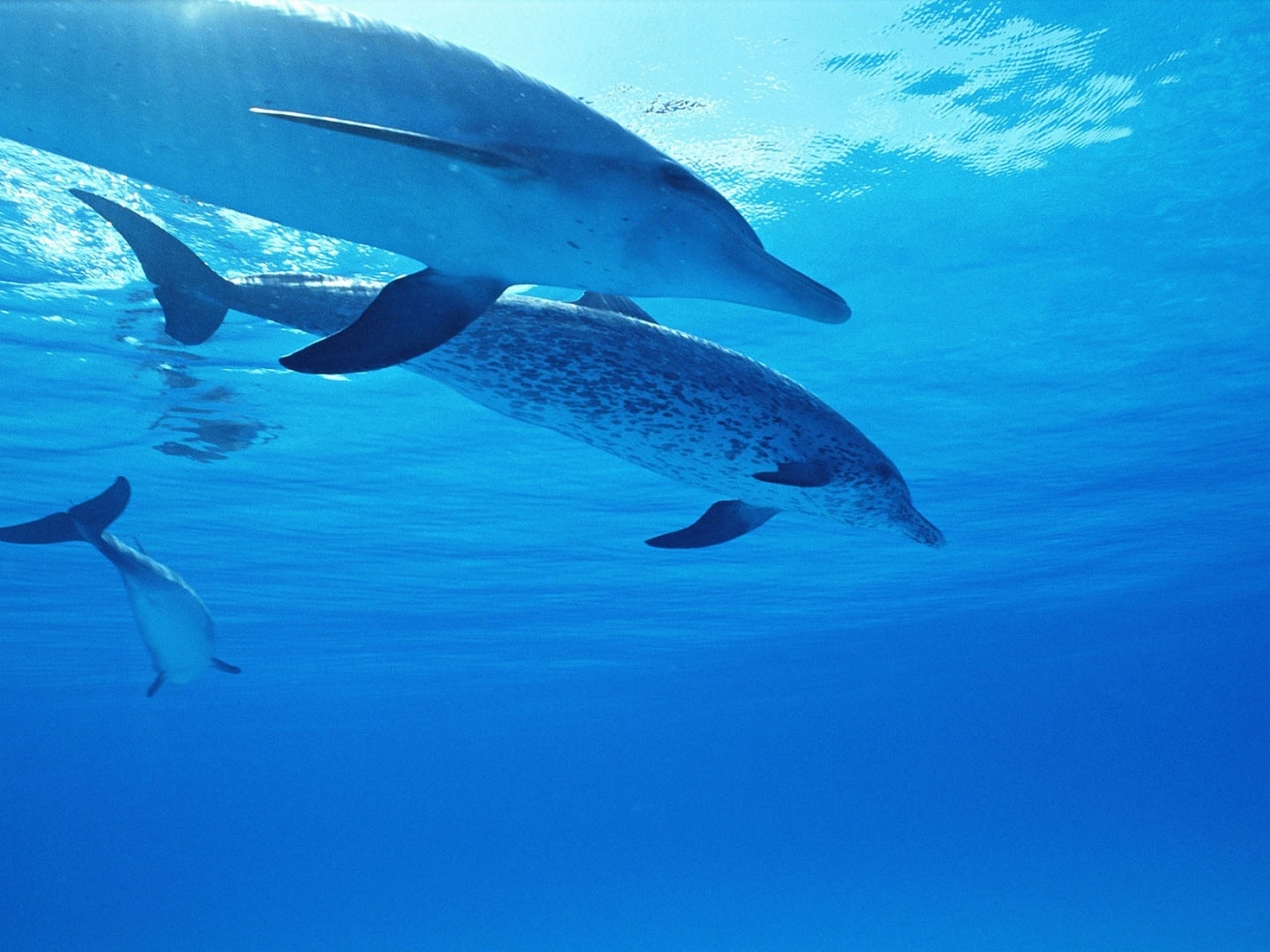 animals, dolfins, blue High Definition image
