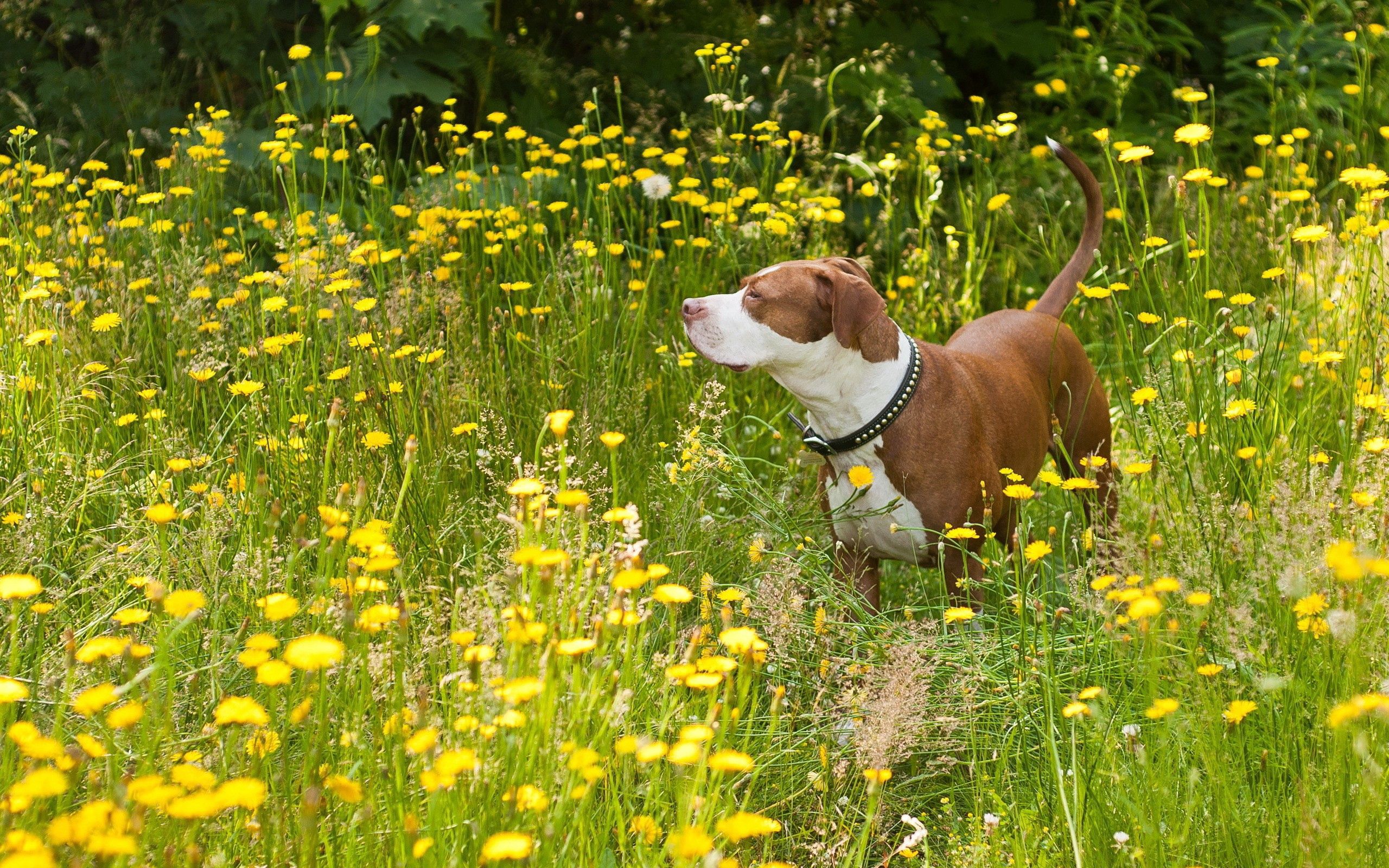 Download mobile wallpaper Grass, Stroll, Animals, Dog for free.