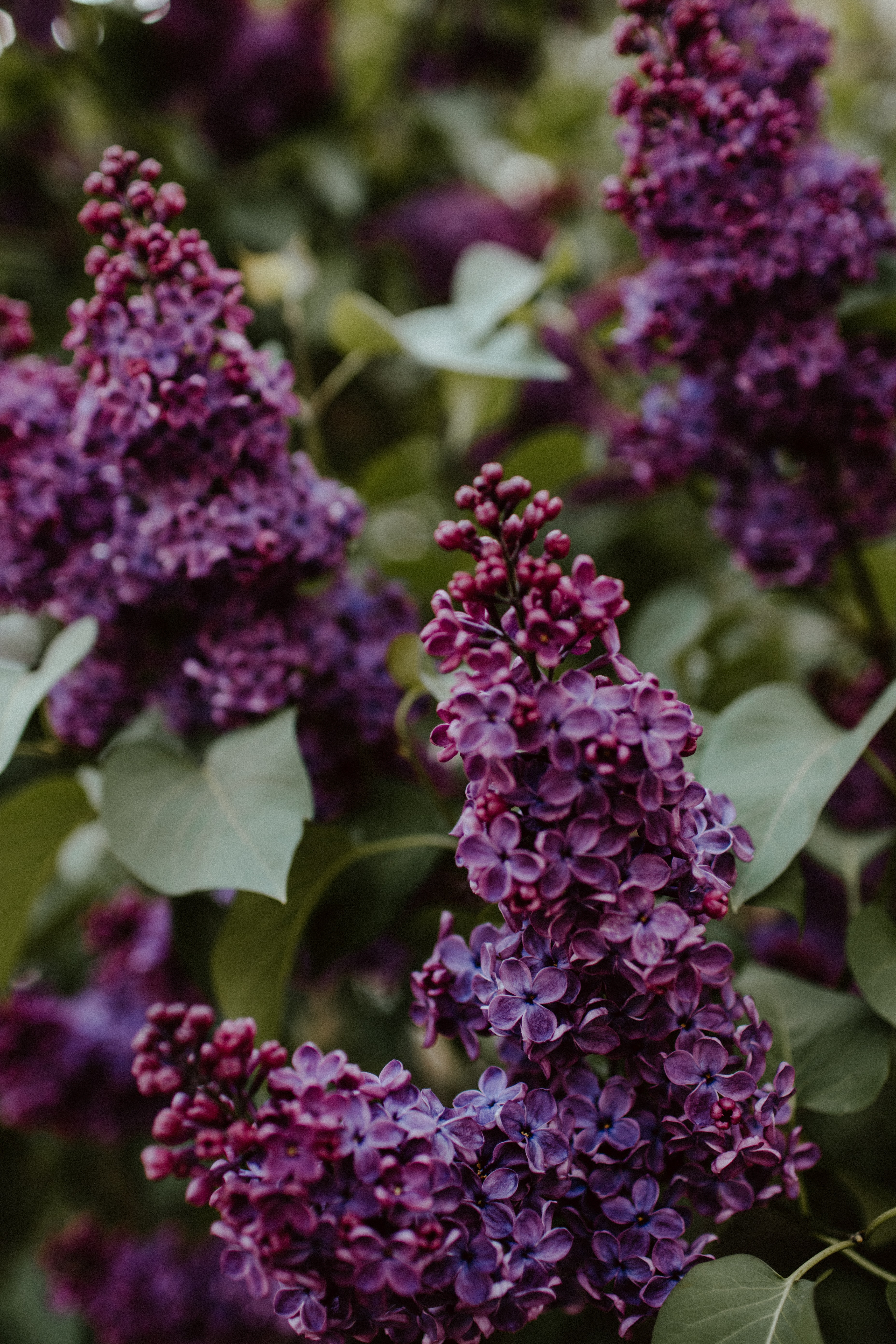 Free download wallpaper Flowers, Lilac, Bush, Leaves on your PC desktop
