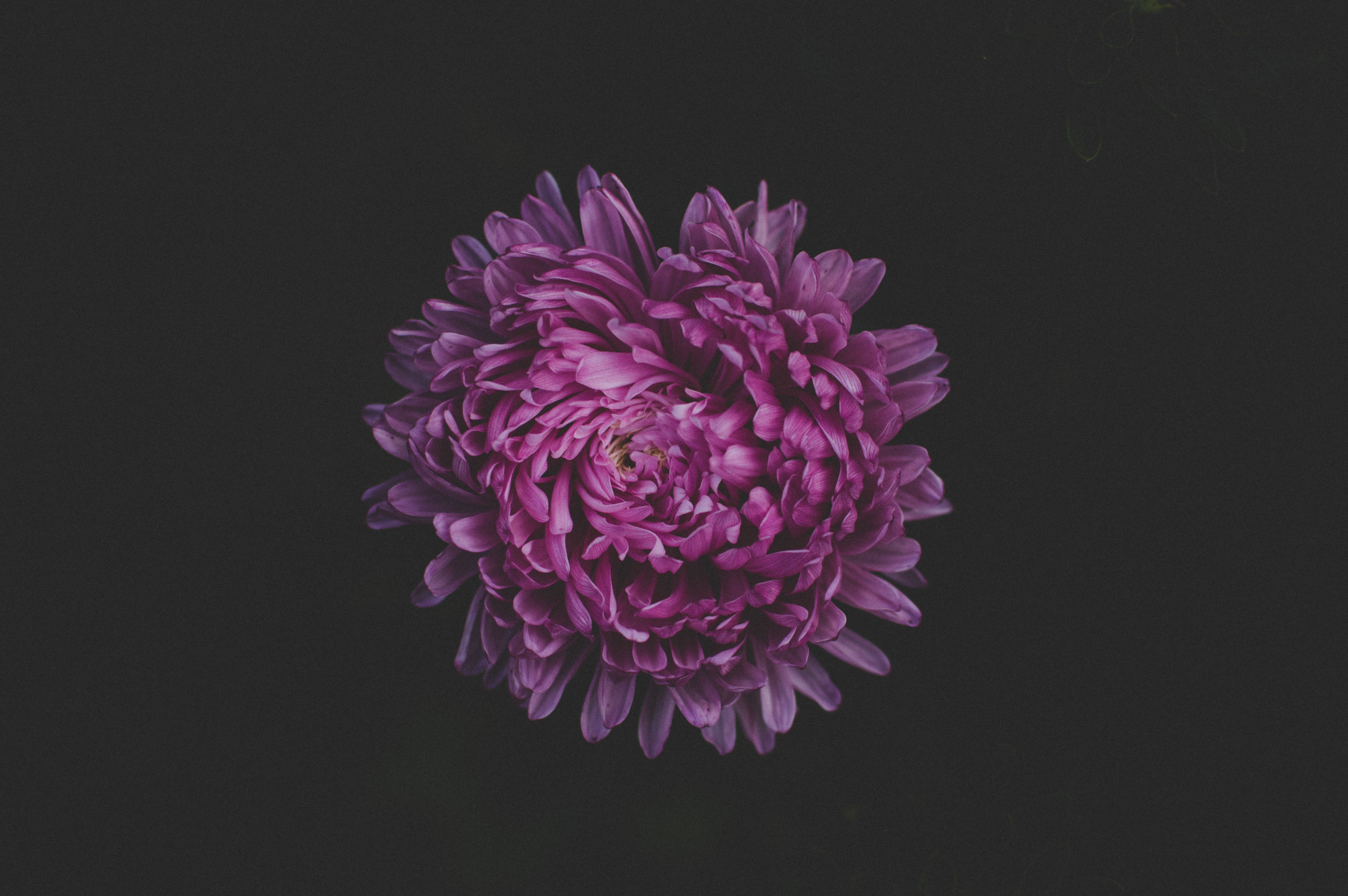 118087 descargar fondo de pantalla flores, violeta, flor, oscuro, púrpura, aster: protectores de pantalla e imágenes gratis