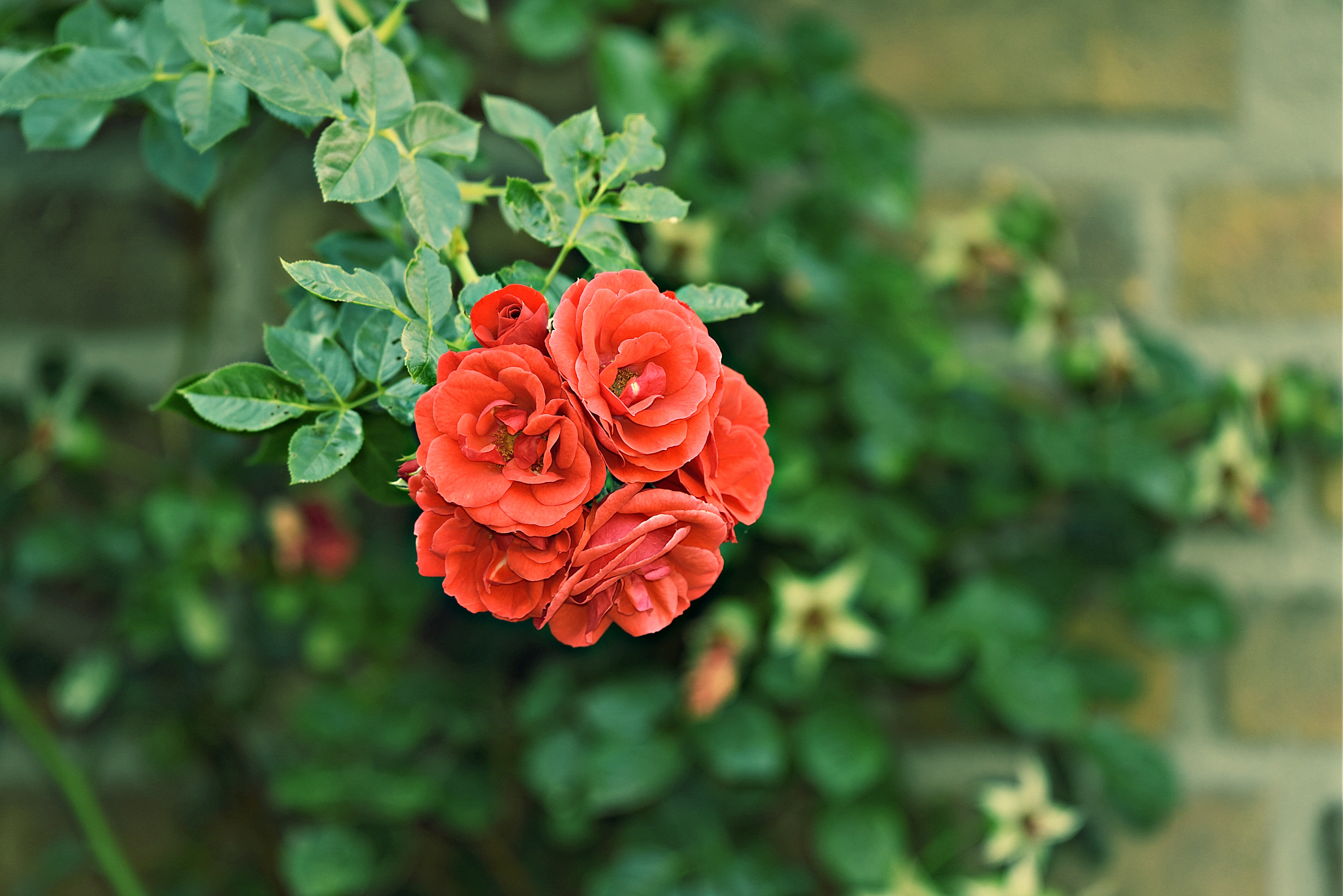 Téléchargez des papiers peints mobile Buisson, Jardin, Bourgeons, Floraison, Fleurs, Roses gratuitement.