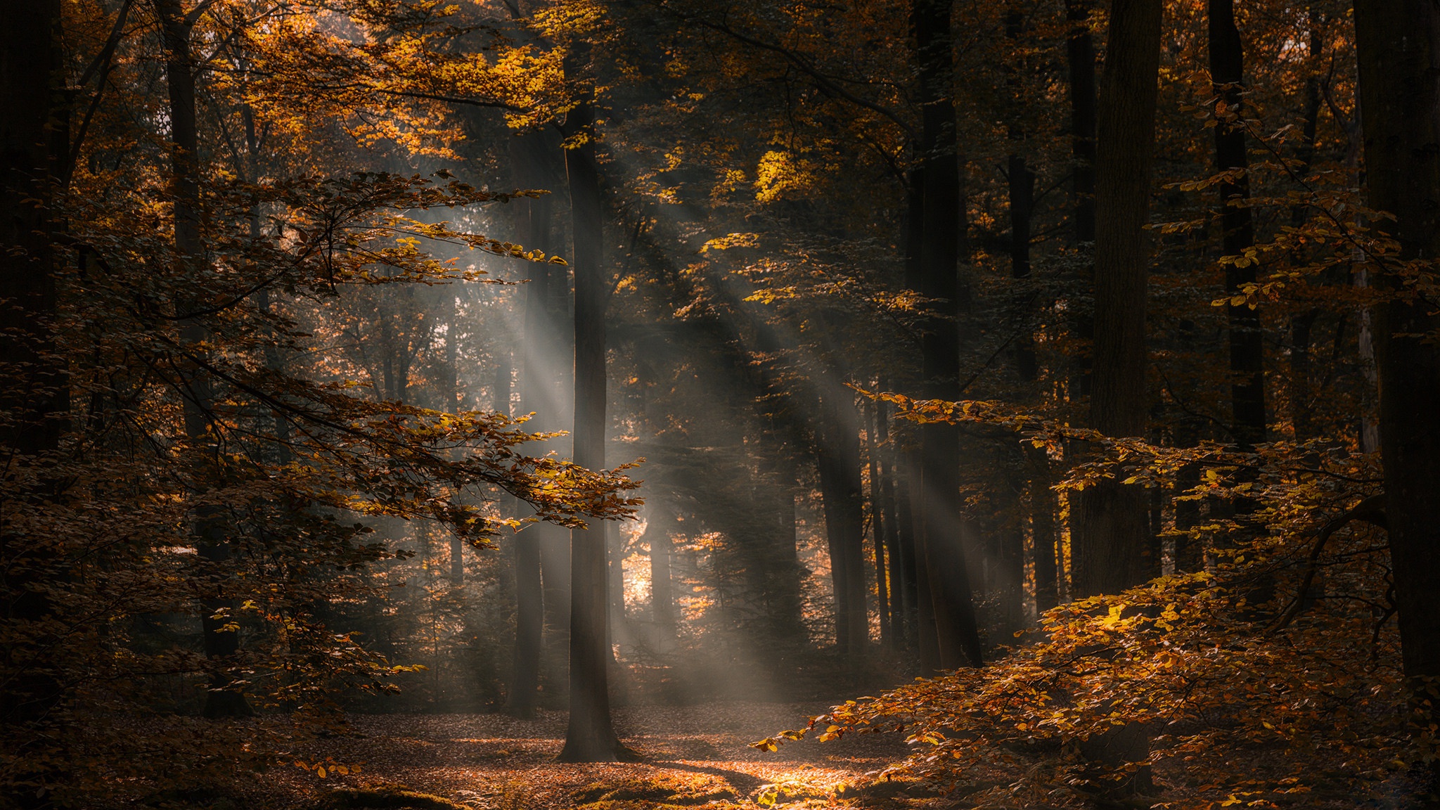 Download mobile wallpaper Nature, Forest, Tree, Fall, Earth, Sunbeam for free.