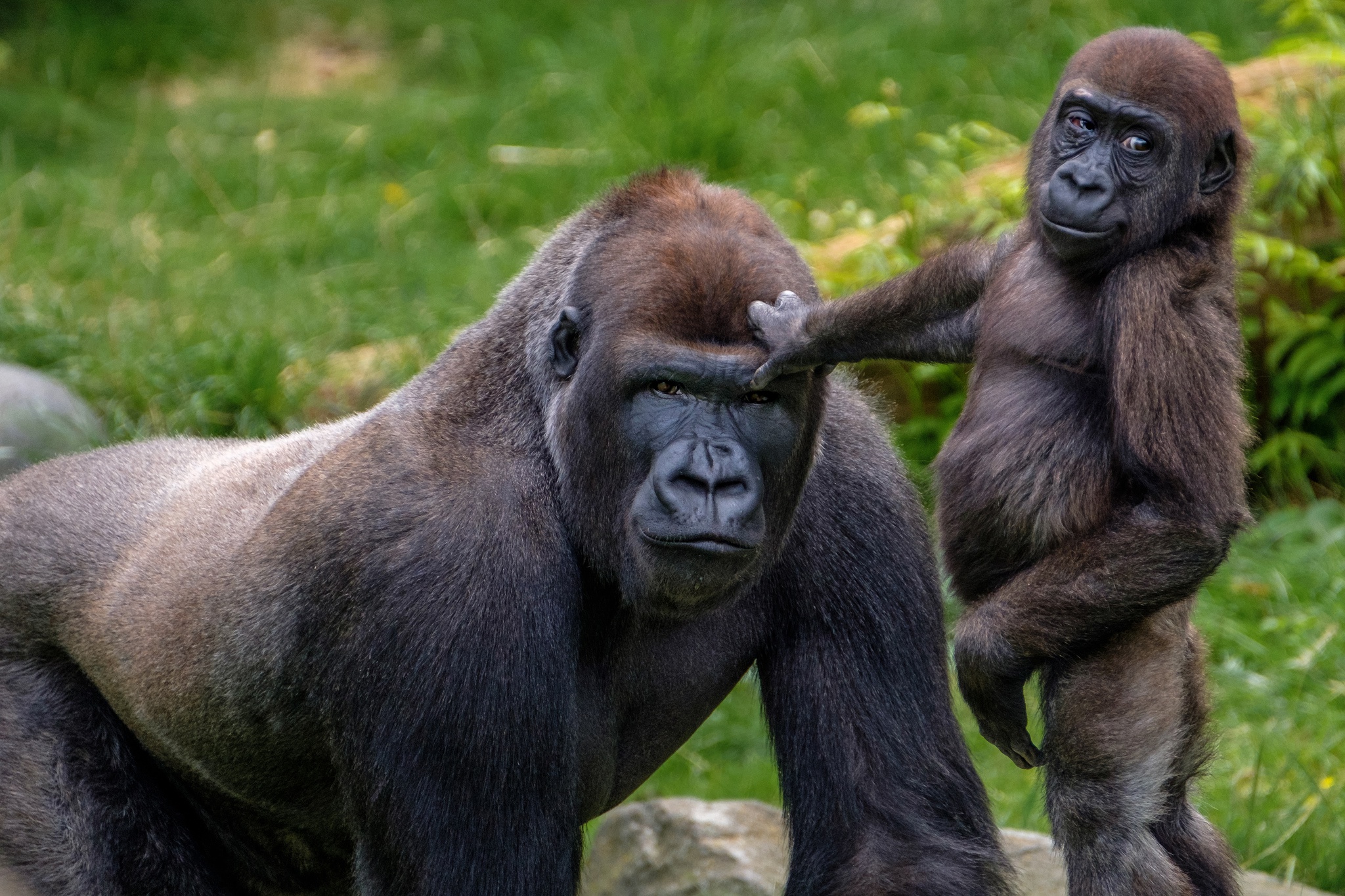 420739 descargar imagen animales, gorila, bebe animal, mono, primate, monos: fondos de pantalla y protectores de pantalla gratis