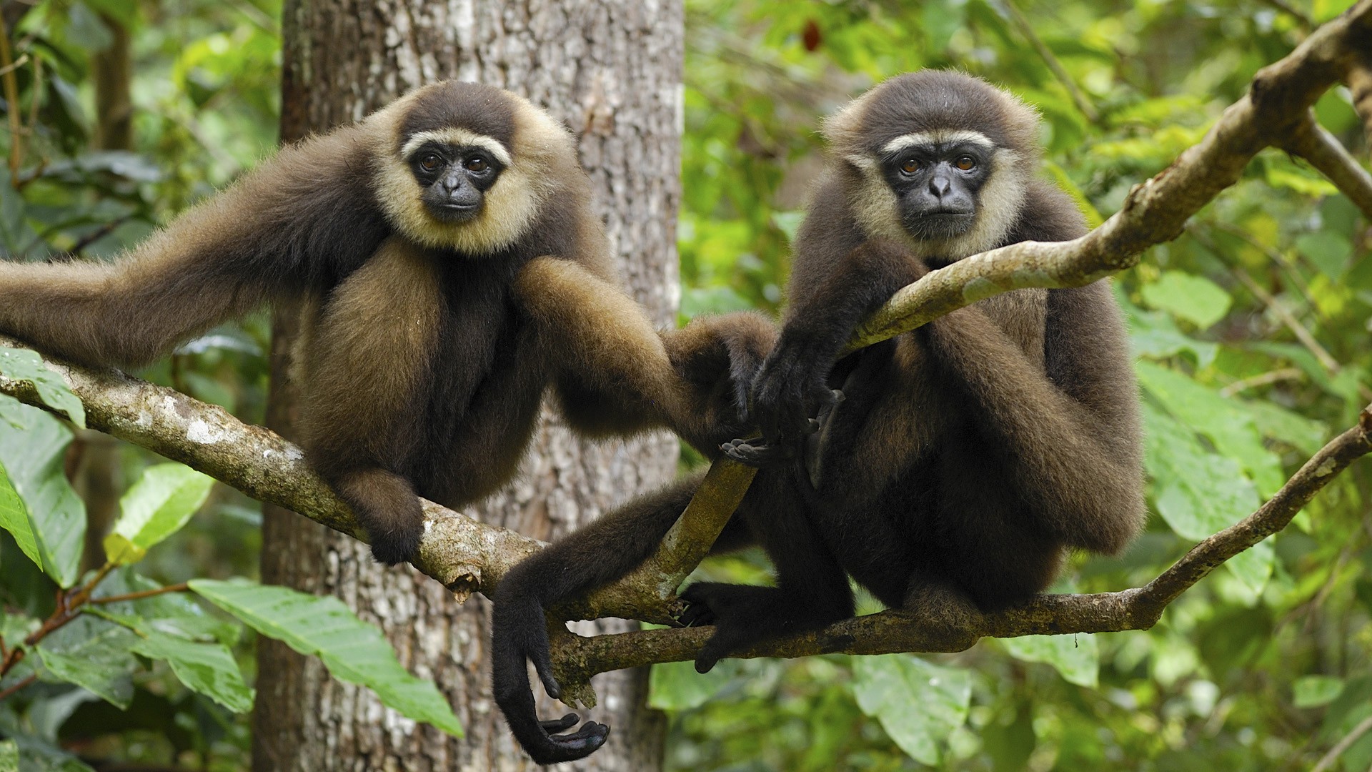 282016 descargar fondo de pantalla animales, mono, monos: protectores de pantalla e imágenes gratis
