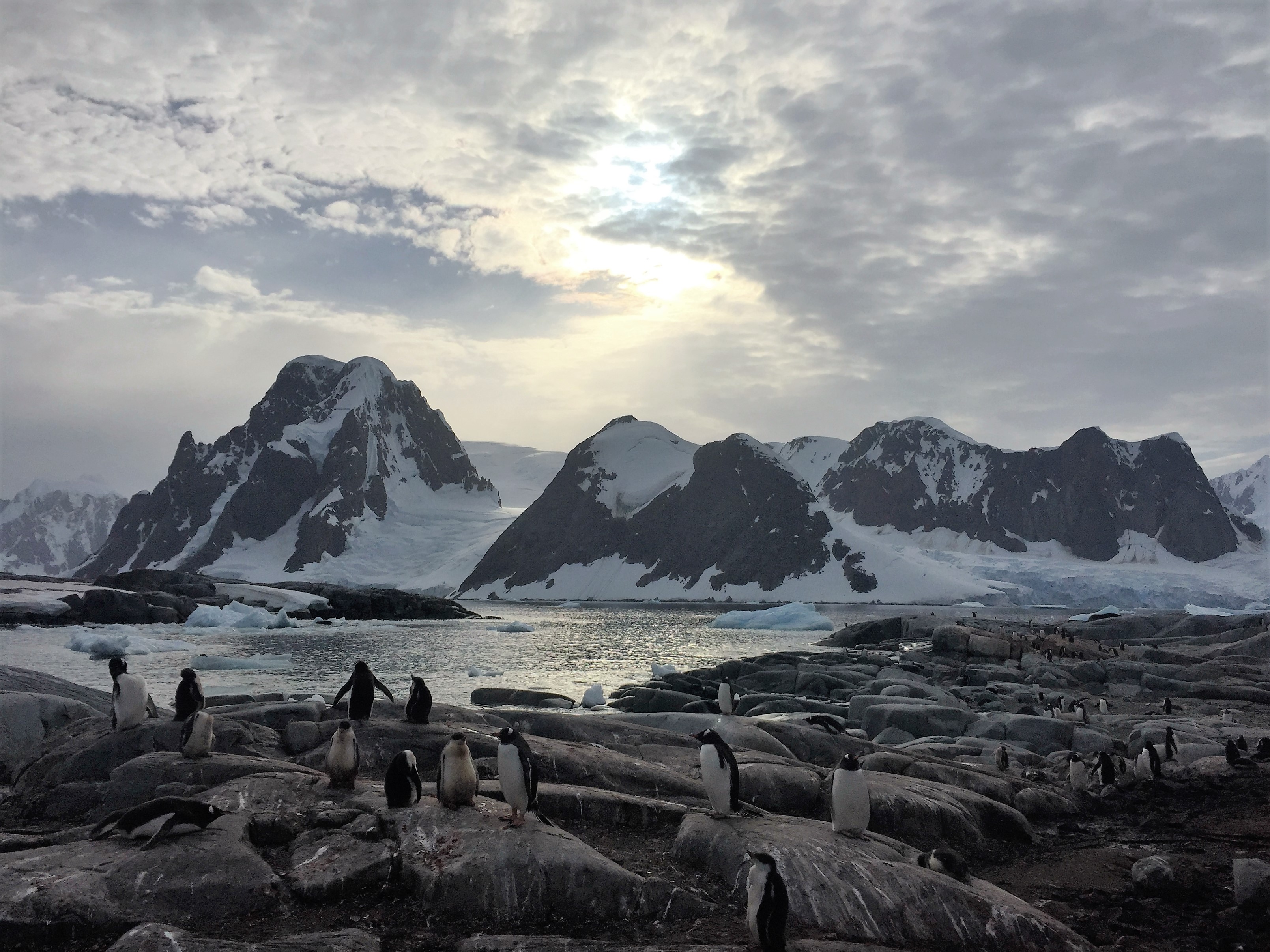 penguin, antarctica, animal, bird, iceberg, mountain, snow, birds
