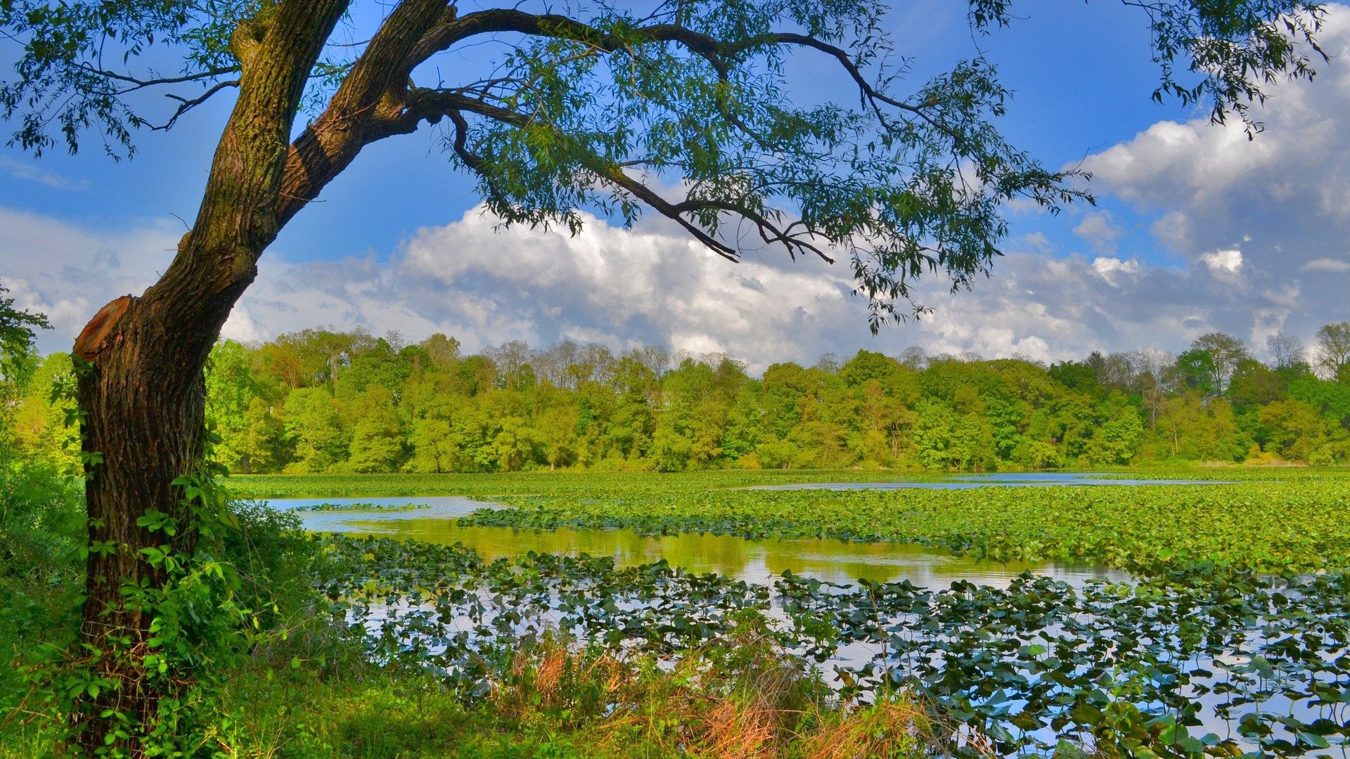 Download mobile wallpaper Swamp, Rivers, Trees, Grass, Nature for free.